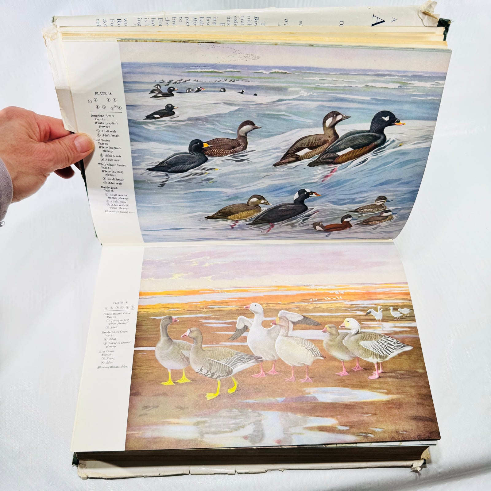 Named color plates of scoters ducks and geese