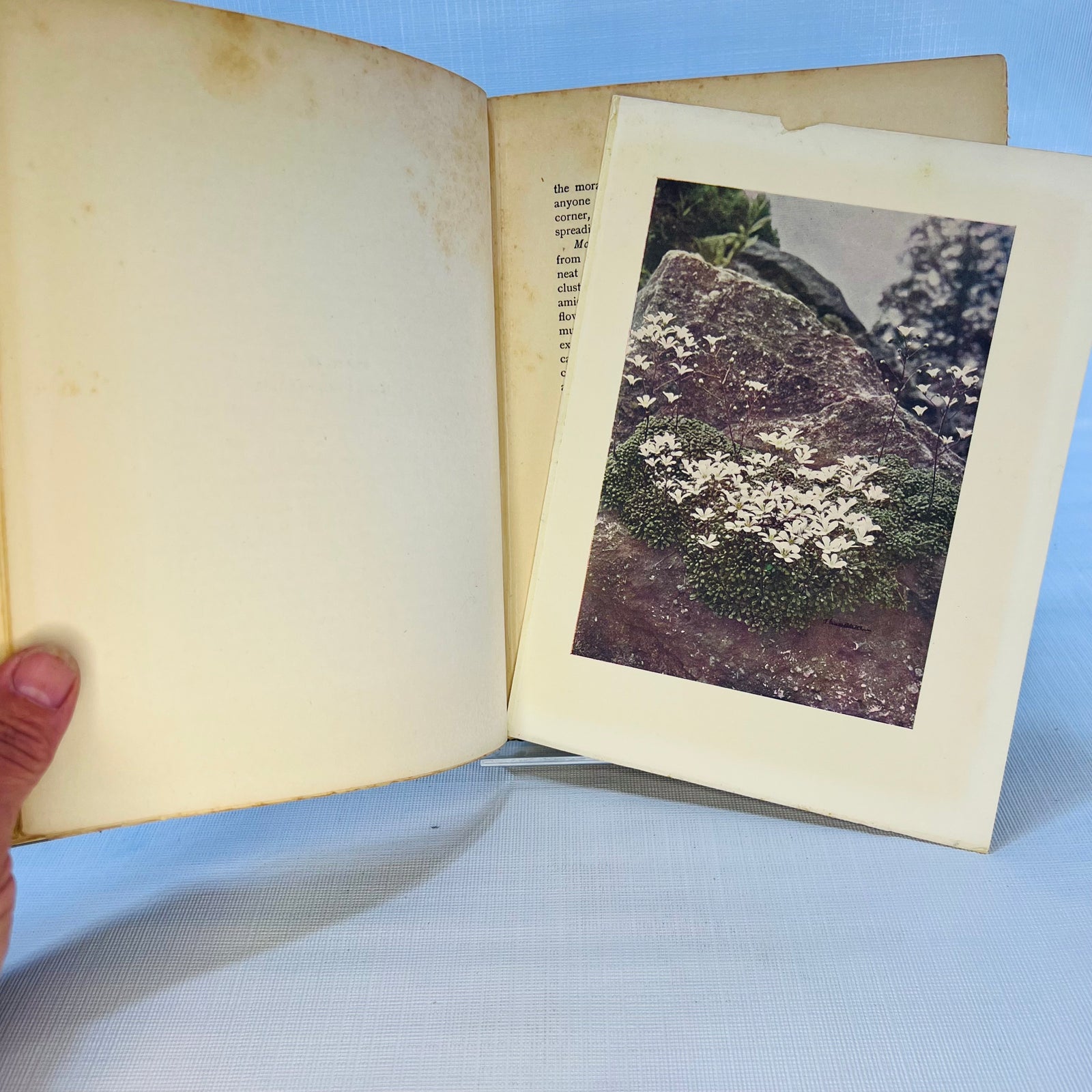 The Rock Garden by Reginald Farrer with Eight Colored Plates No Date Found published by T.C.& E.C Jack Edinburgh
