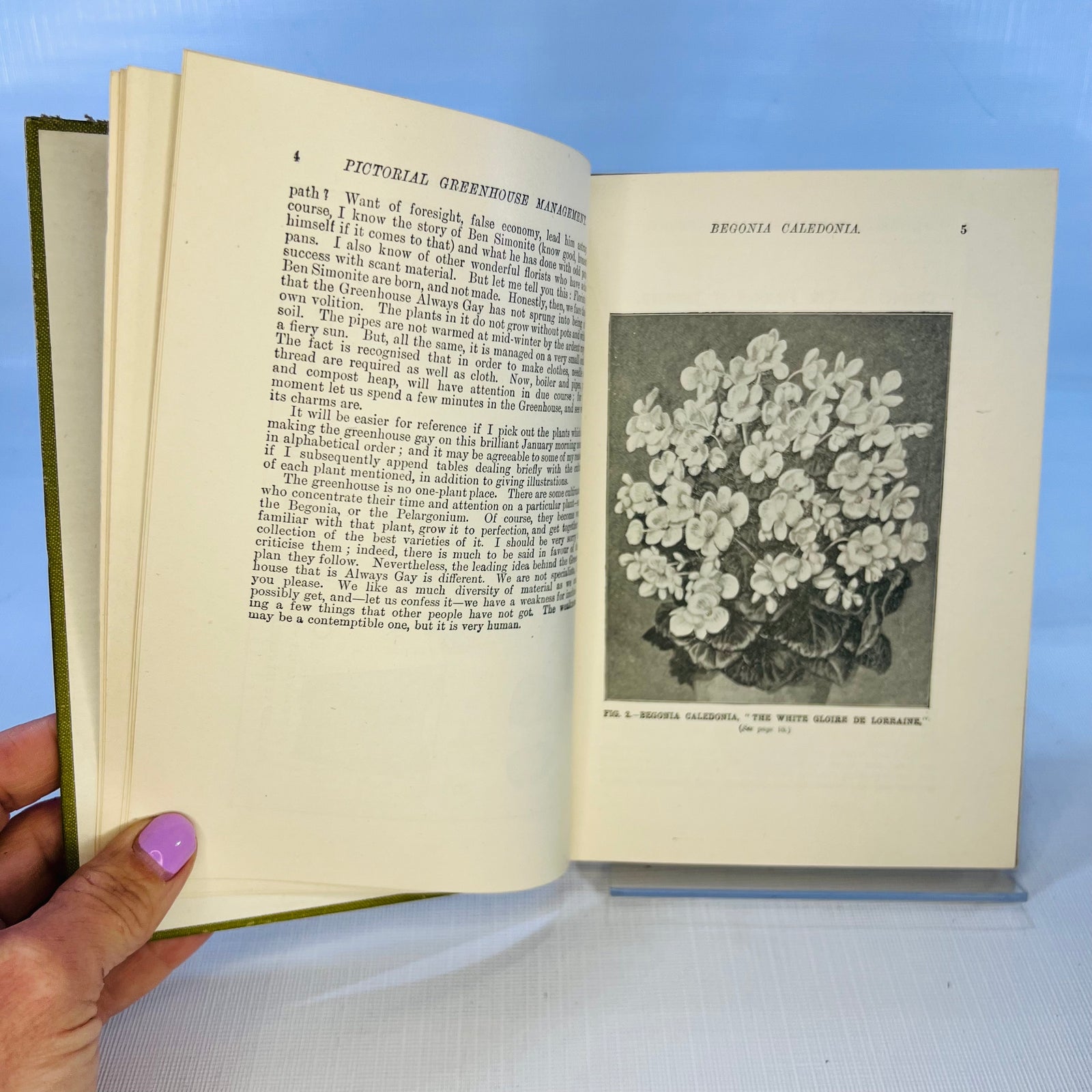 Pictorial Greenhouse Management by Walter P. Wright 1911 Cassell and Company Ltd.