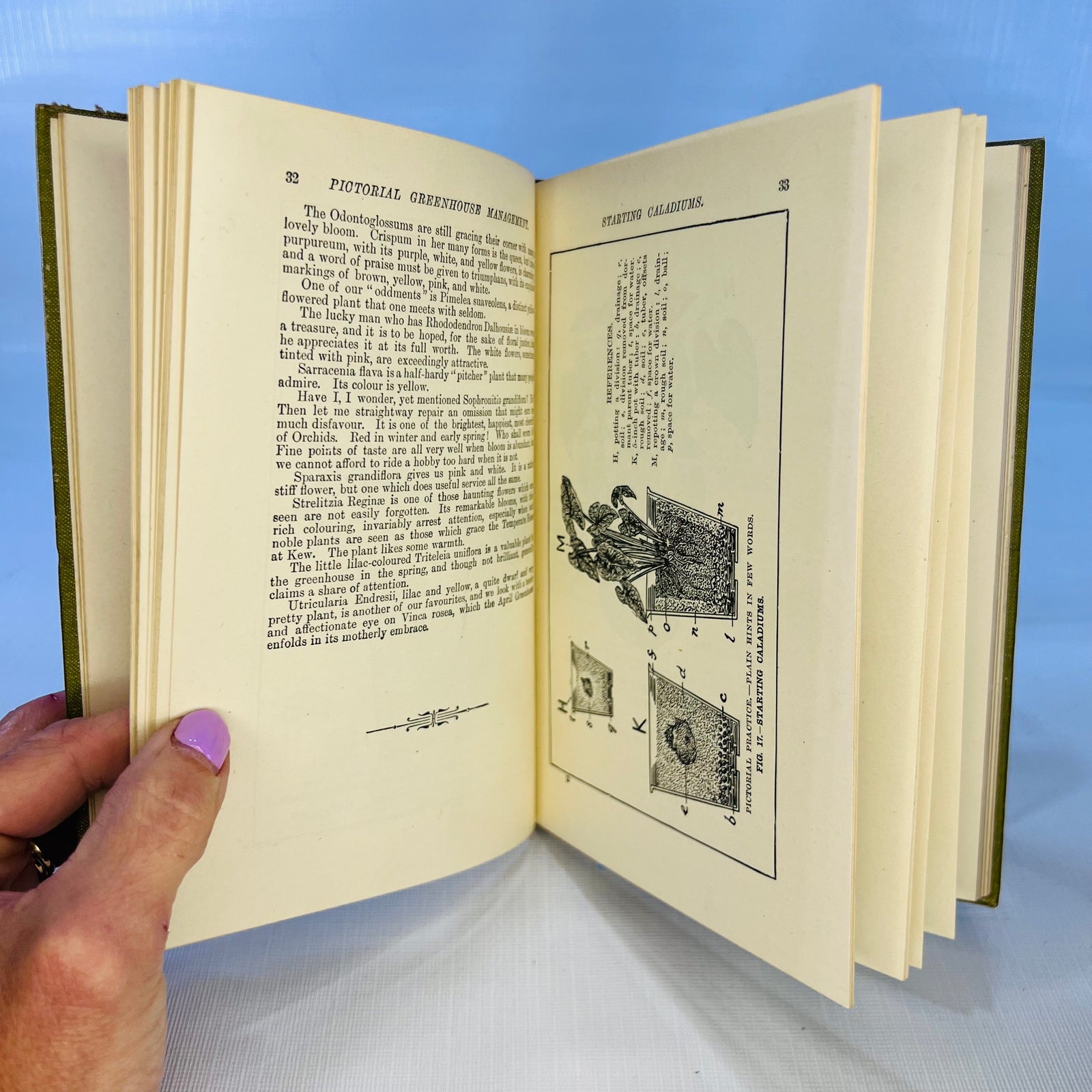 Pictorial Greenhouse Management by Walter P. Wright 1911 Cassell and Company Ltd.