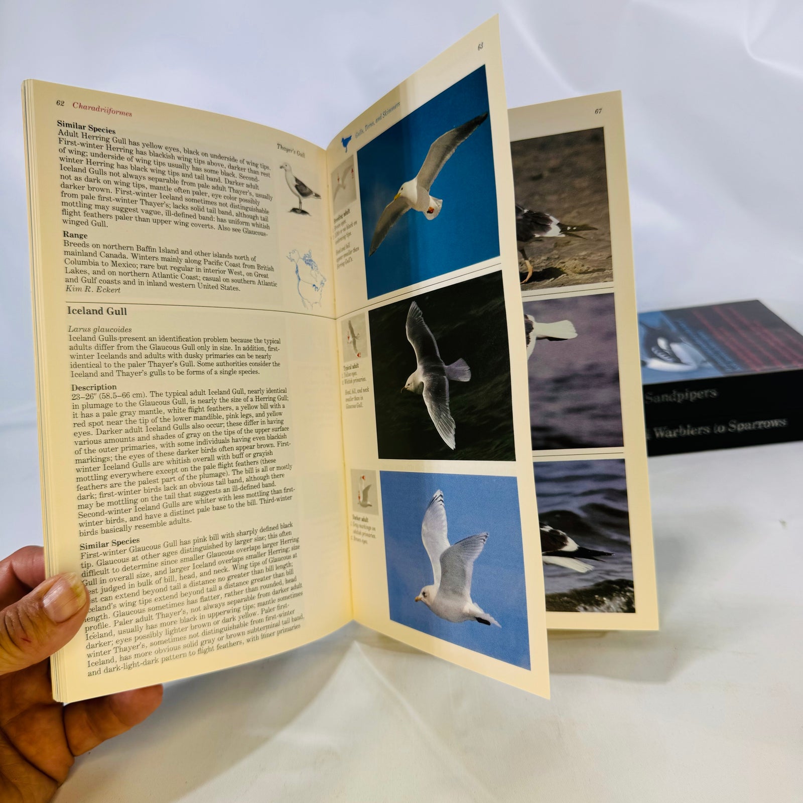 The Audubon Society Master Guide to Birding John Farrand 1983 by First Edition Three Volumes Loons to Sandpipers Gulls to Dippers Old-World Warblers-Sparrows