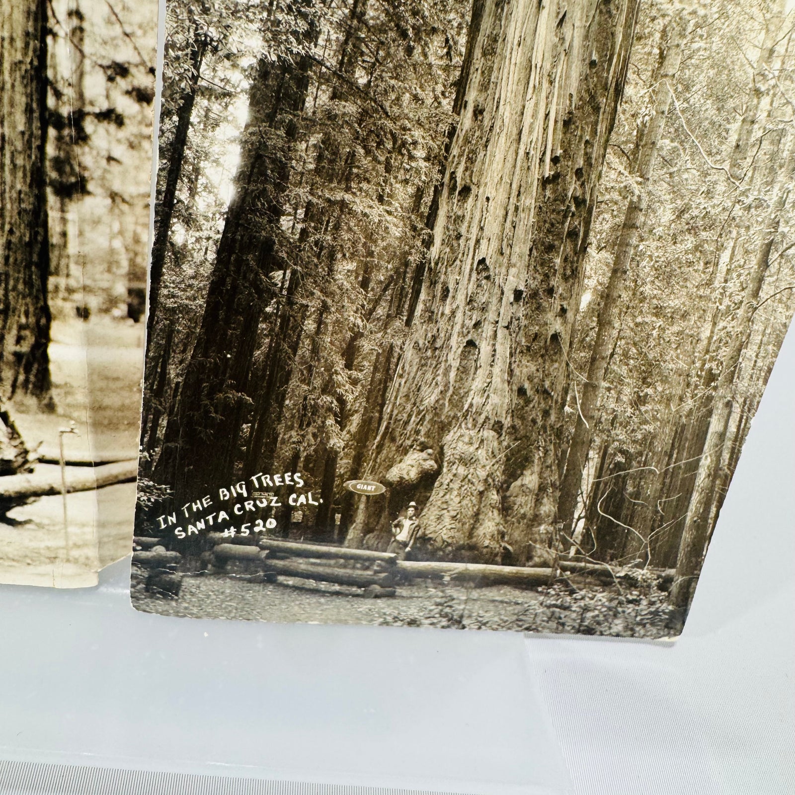 In the Big Trees Santa Cruz Cal. #520 redwood photo postcard 1941, caption close up