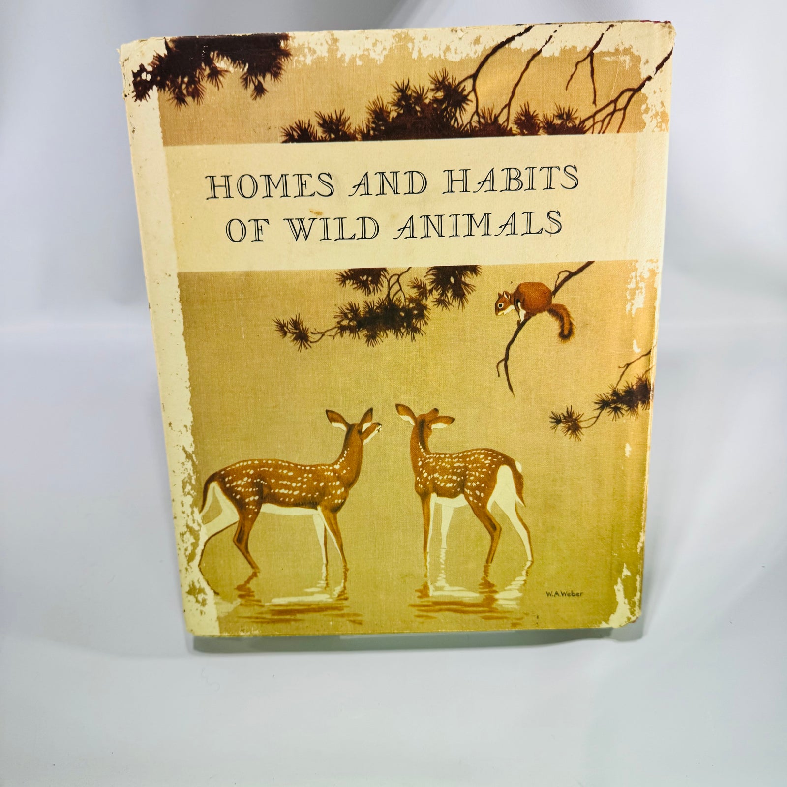 Homes and Habits of Wild Animals by Karl Patterson Schmidt 1934 Hardcover with Dust Jacket Walter Alois Weber Illustrations