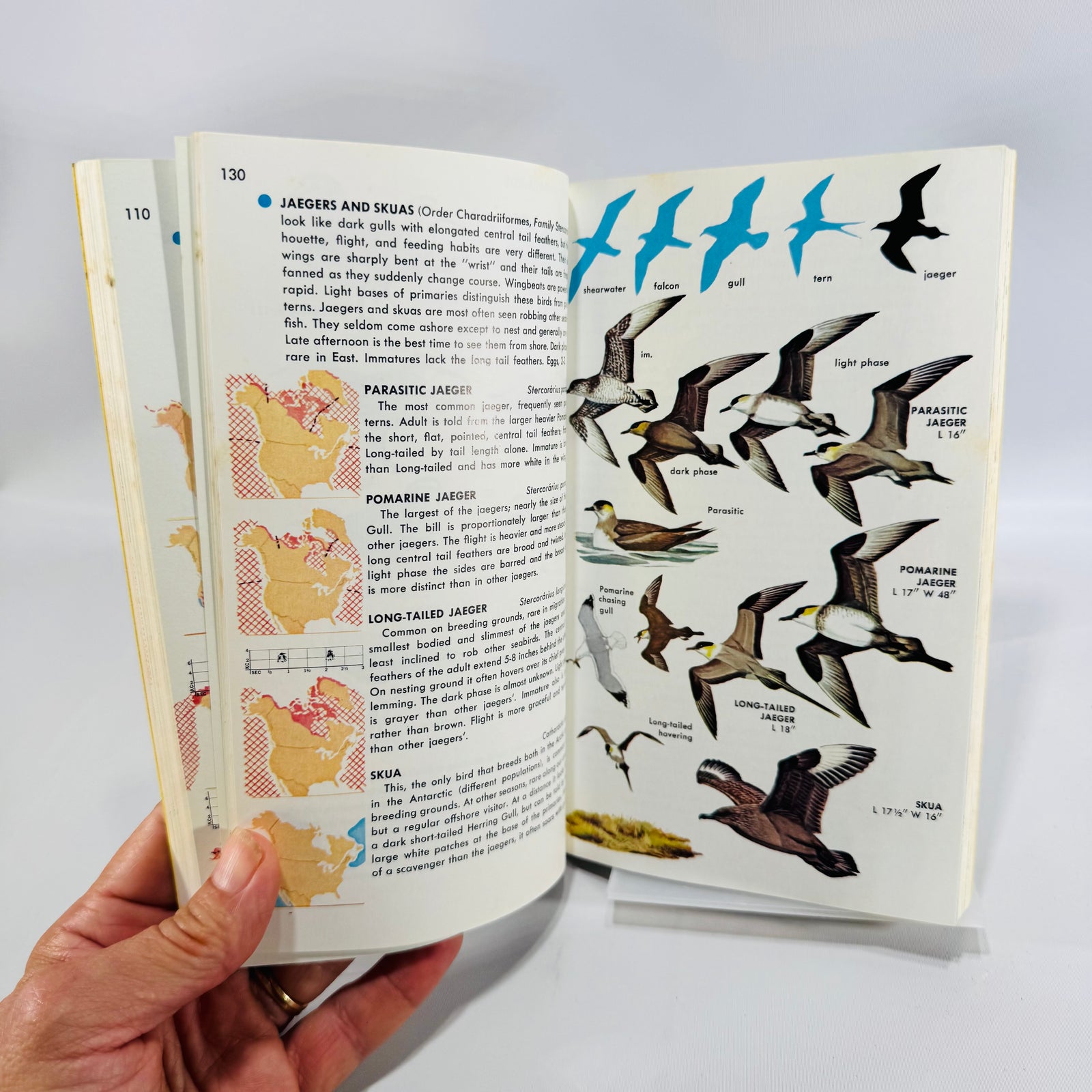 Birds of North America A Guide to Field Identification Golden Field Guide