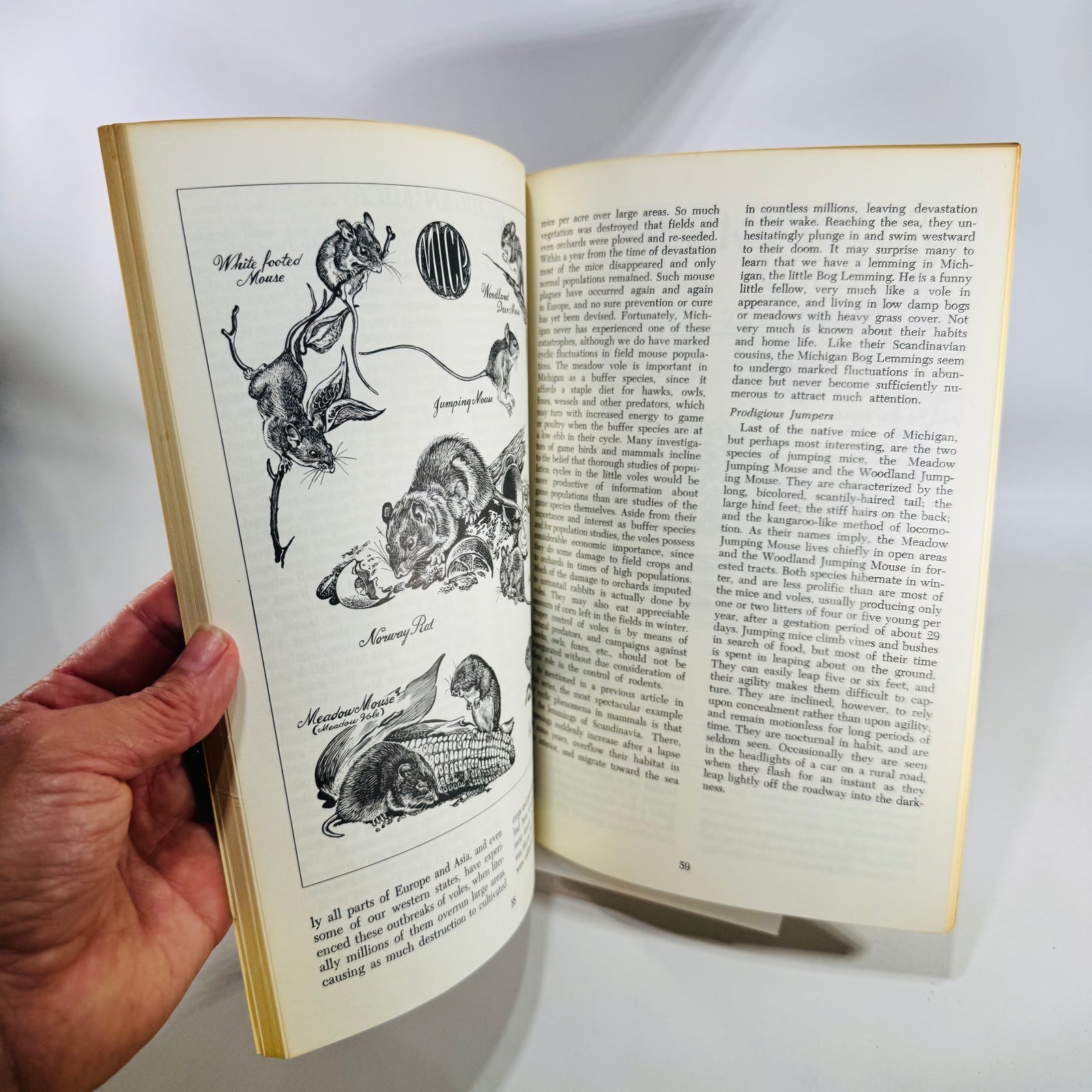 Michigan Wildlife Sketches 1972 G W Bradt Charles E Schafer DNR Native Mammals Illustrated Book
