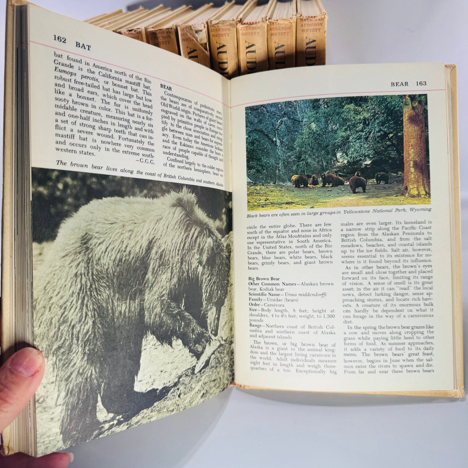 Vintage Natural History Reference (First Printing) — The Audubon Nature Encyclopedia 12-Volume Set (1964–1965) — National Audubon Society | Illustrated Wildlife + Ecology, Natural History / Wildlife Reference