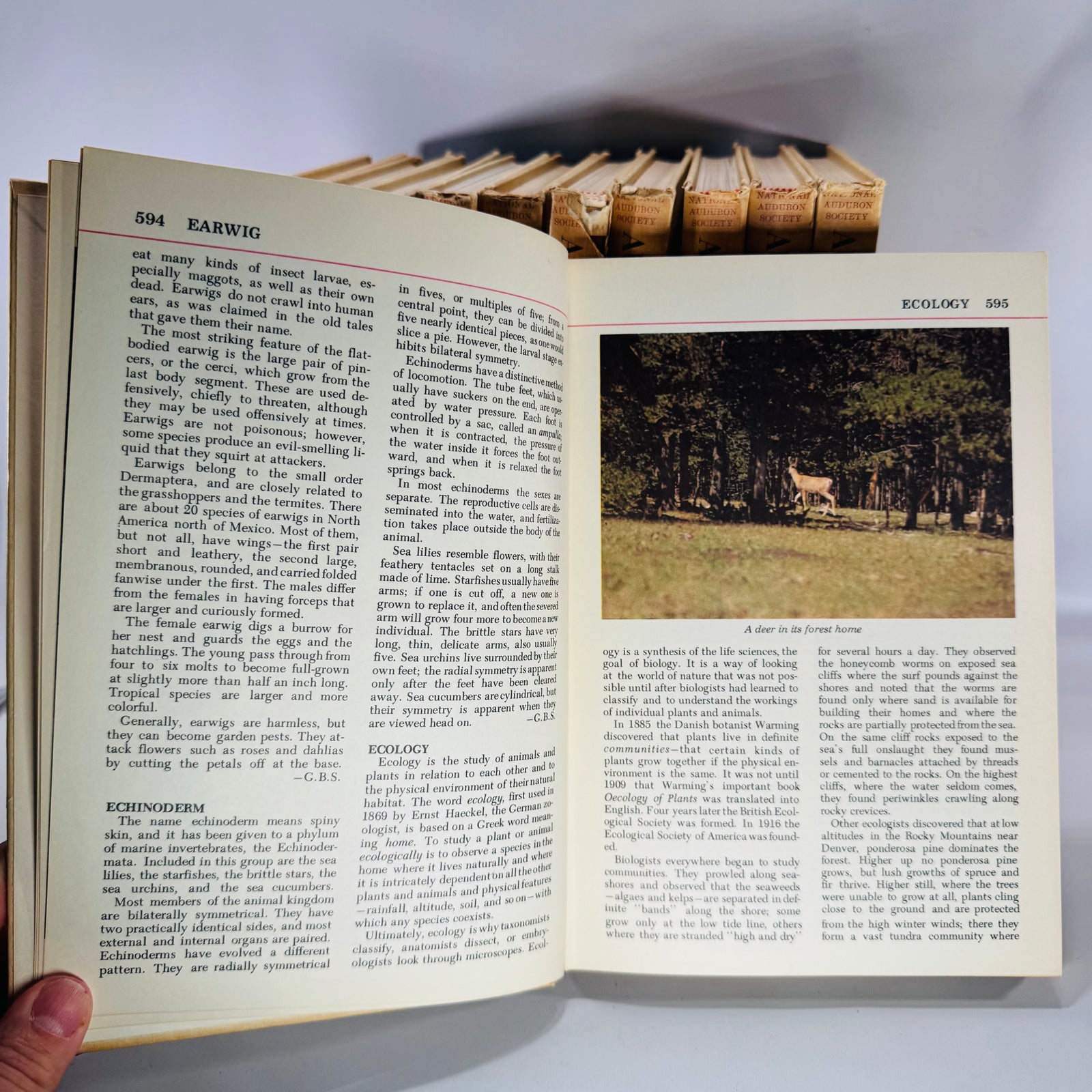 Vintage Natural History Reference (First Printing) — The Audubon Nature Encyclopedia 12-Volume Set (1964–1965) — National Audubon Society | Illustrated Wildlife + Ecology, Natural History / Wildlife Reference