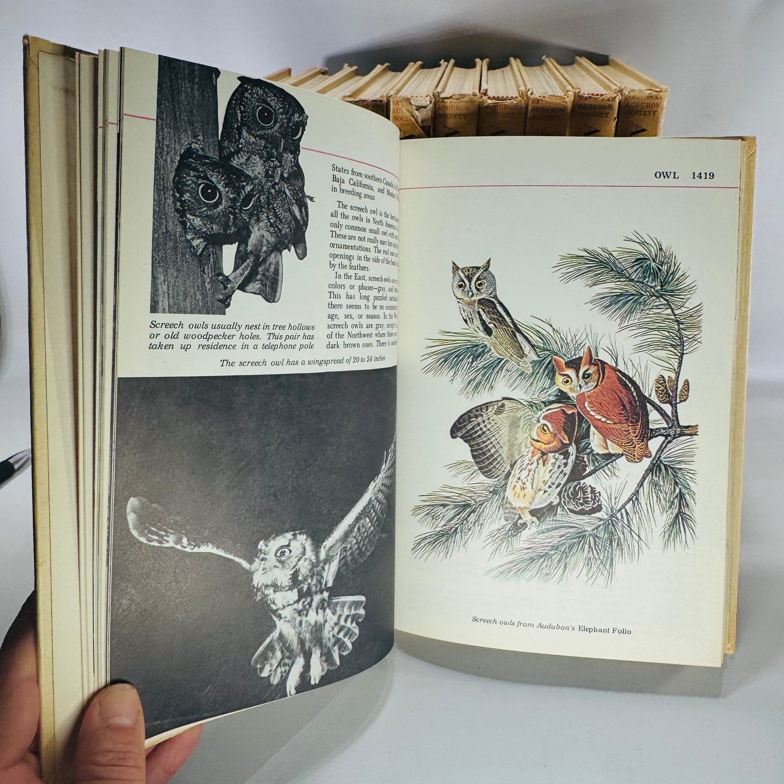 Vintage Natural History Reference (First Printing) — The Audubon Nature Encyclopedia 12-Volume Set (1964–1965) — National Audubon Society | Illustrated Wildlife + Ecology, Natural History / Wildlife Reference