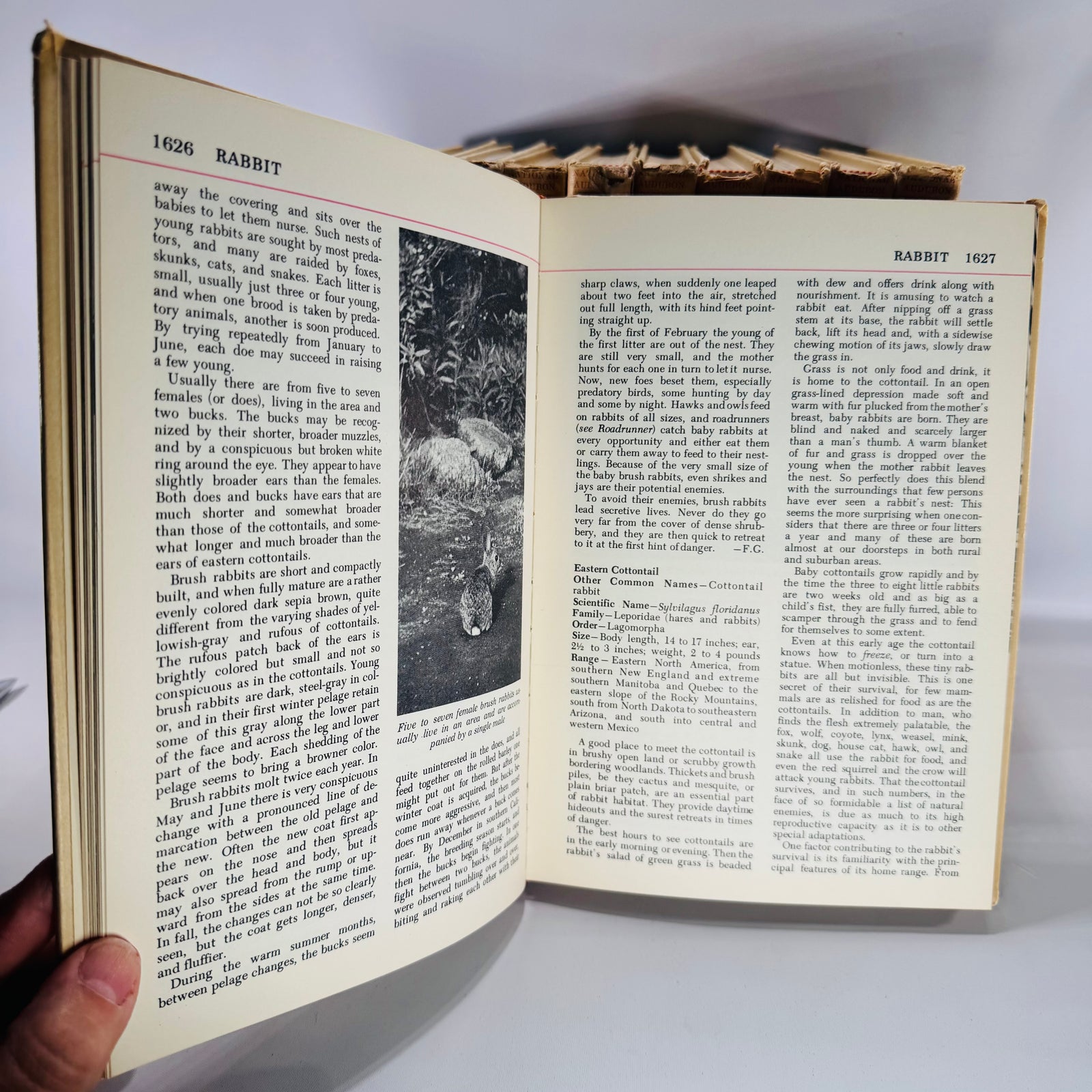 Vintage Natural History Reference (First Printing) — The Audubon Nature Encyclopedia 12-Volume Set (1964–1965) — National Audubon Society | Illustrated Wildlife + Ecology, Natural History / Wildlife Reference