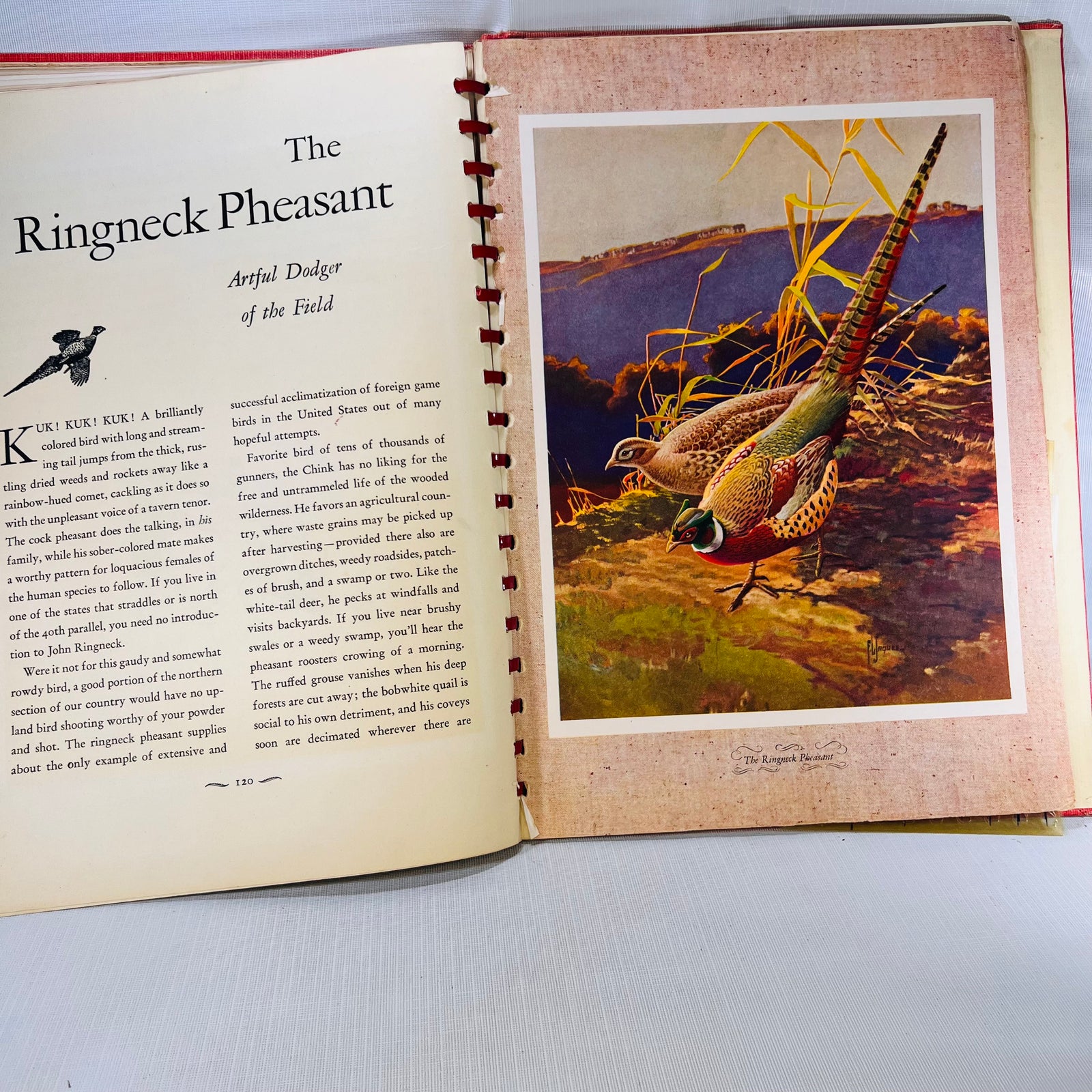 Outdoor Life Gallery of North American A Brilliant Collection Of Paintings by Francis Lee Jaques Popular Science Publishing Co. 1946