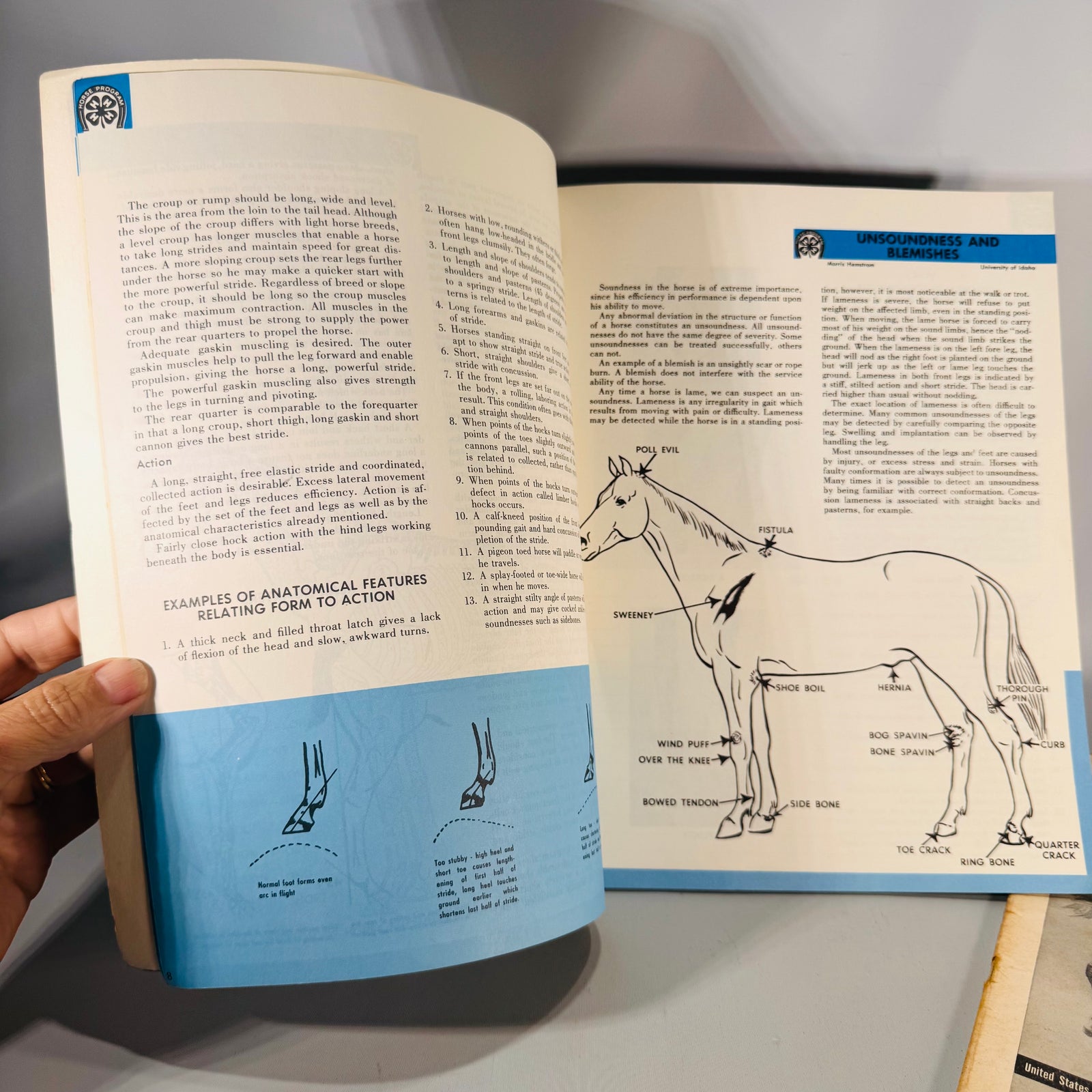 Diseases of the Horse (1923 Rev. Ed.) + Light Horses + 4-H Horse Science — USDA/US Gov. Printing Office & Ensminger | Illustrated Set, Veterinary Reference