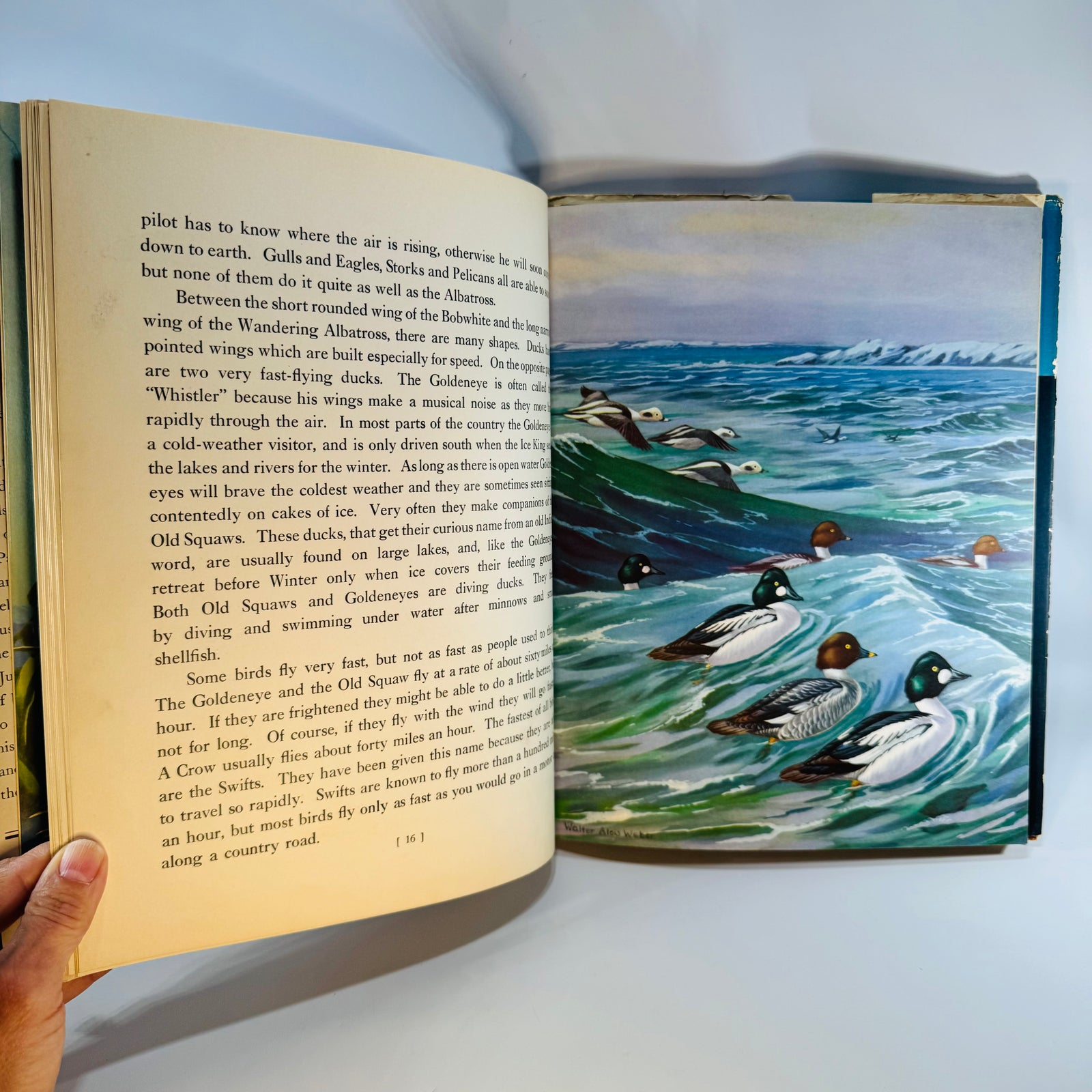 Vintage Bird Migration Illustrated Book — Traveling with the Birds (1933) — Rudyerd Boulton | Walter Alois Weber Art, Ornithology / Natural History