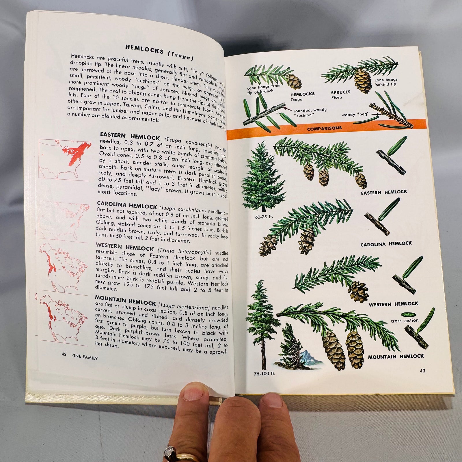 Trees of North America (Golden Field Guide, 1968) — C. Frank Brockman; Illus. Rebecca Merrilees | Hardcover, Color Plates, Botany Field Guide