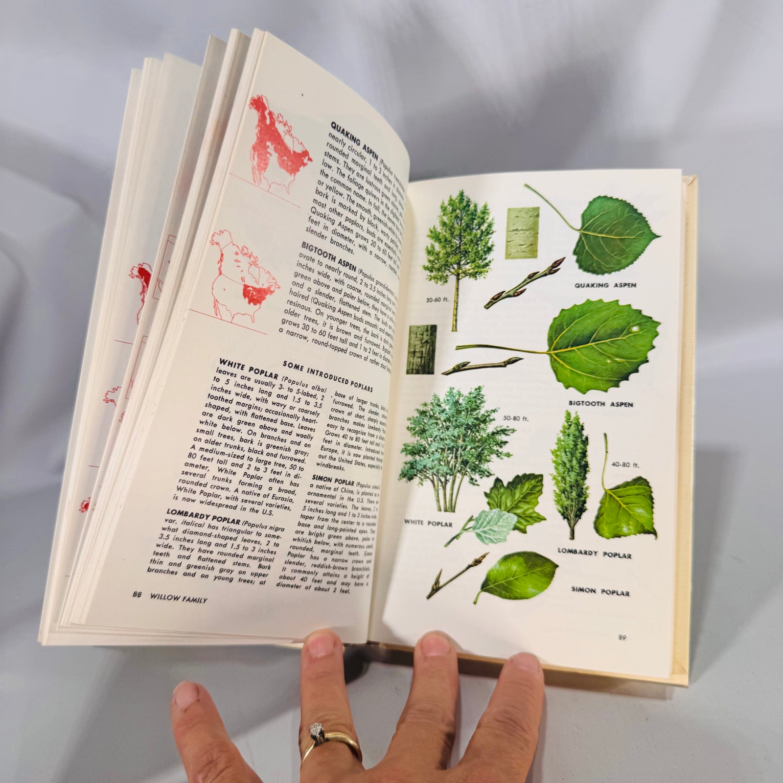 Trees of North America (Golden Field Guide, 1968) — C. Frank Brockman; Illus. Rebecca Merrilees | Hardcover, Color Plates, Botany Field Guide