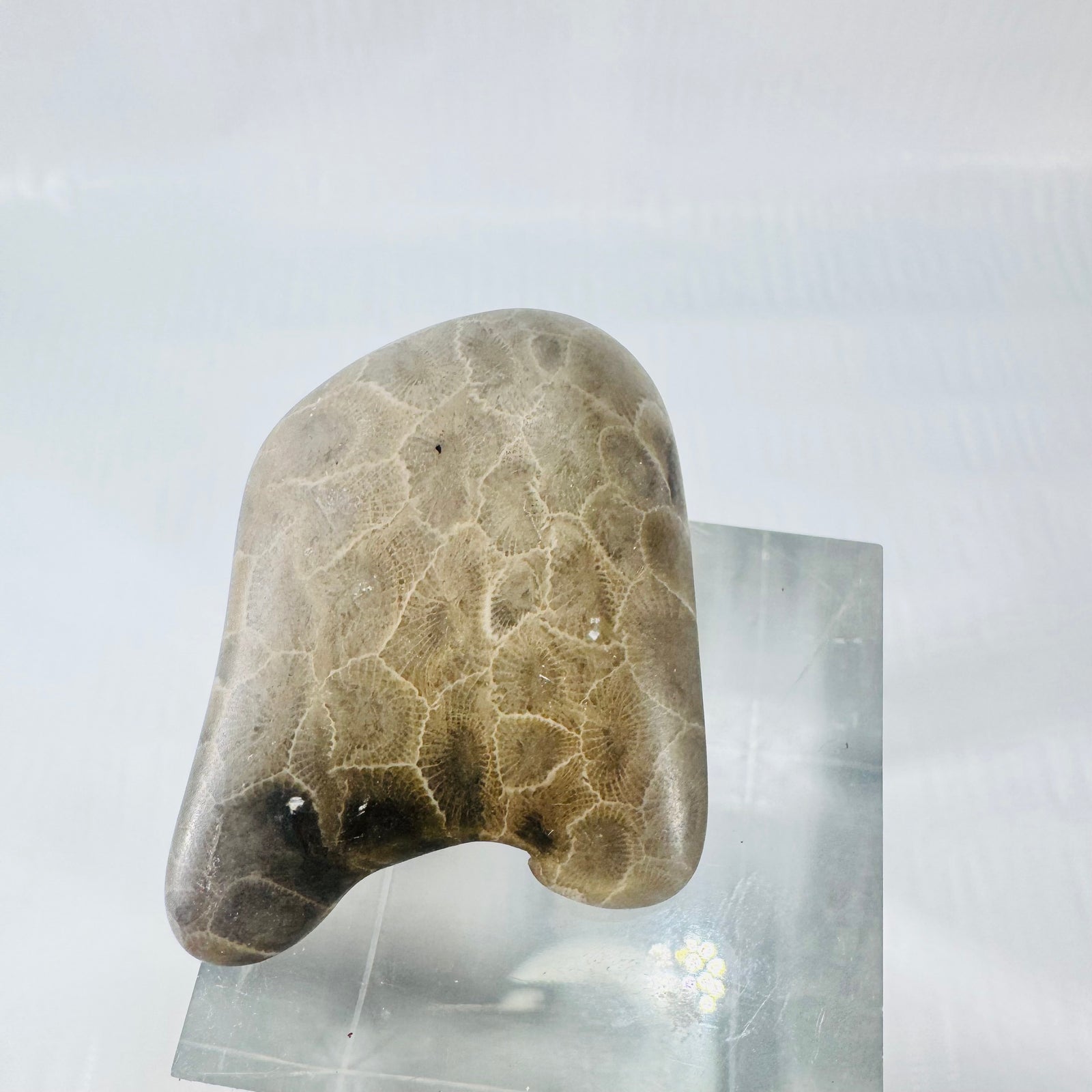 Petoskey Stone Polished Michigan Fossil Coral Freeform