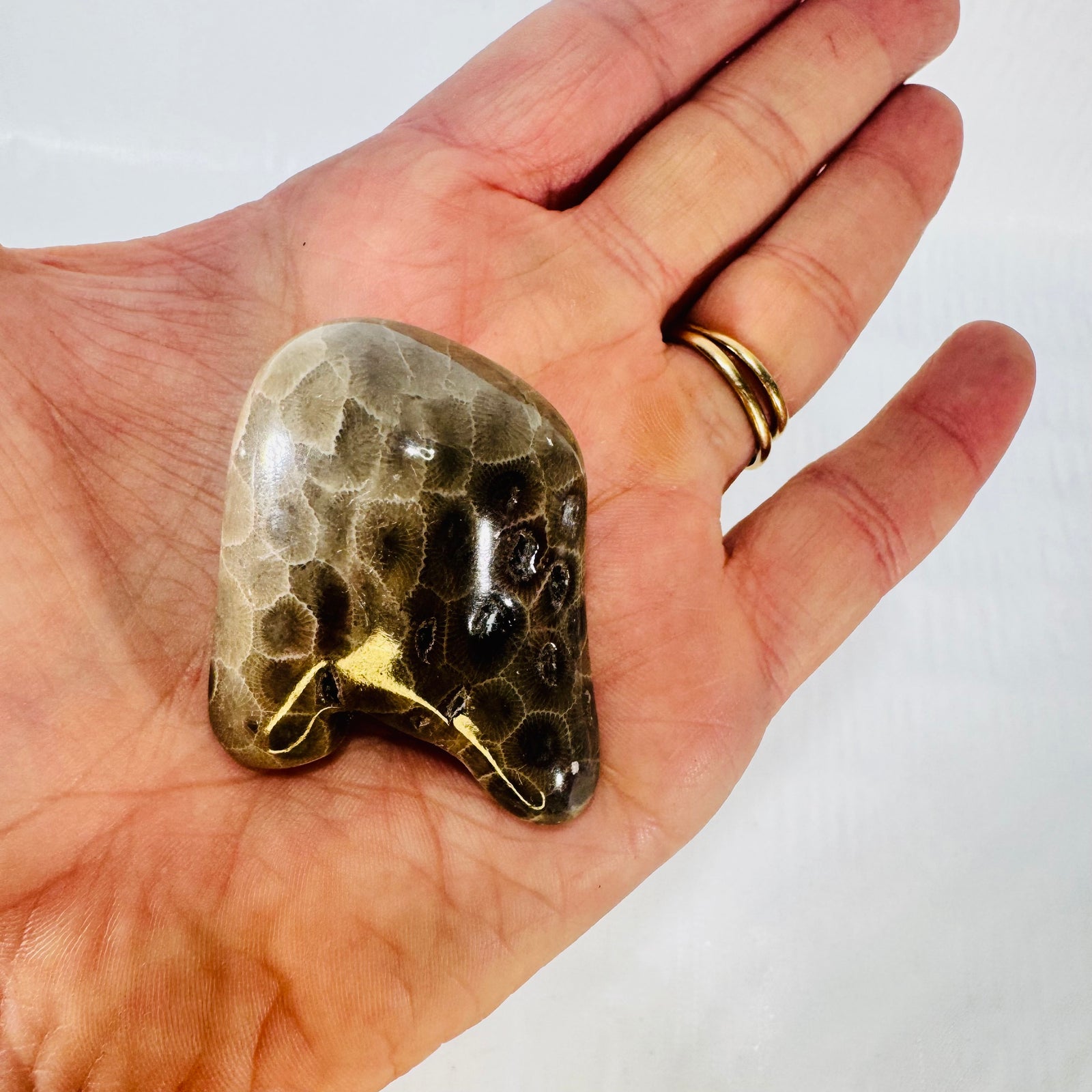 Petoskey Stone Polished Michigan Fossil Coral Freeform