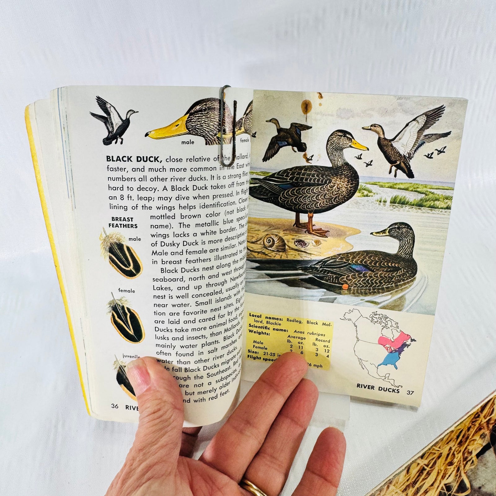 Wildlife Chef Michigan MUCC & Gamebirds Golden Guide Vintage Hunting Cookbook Bundle