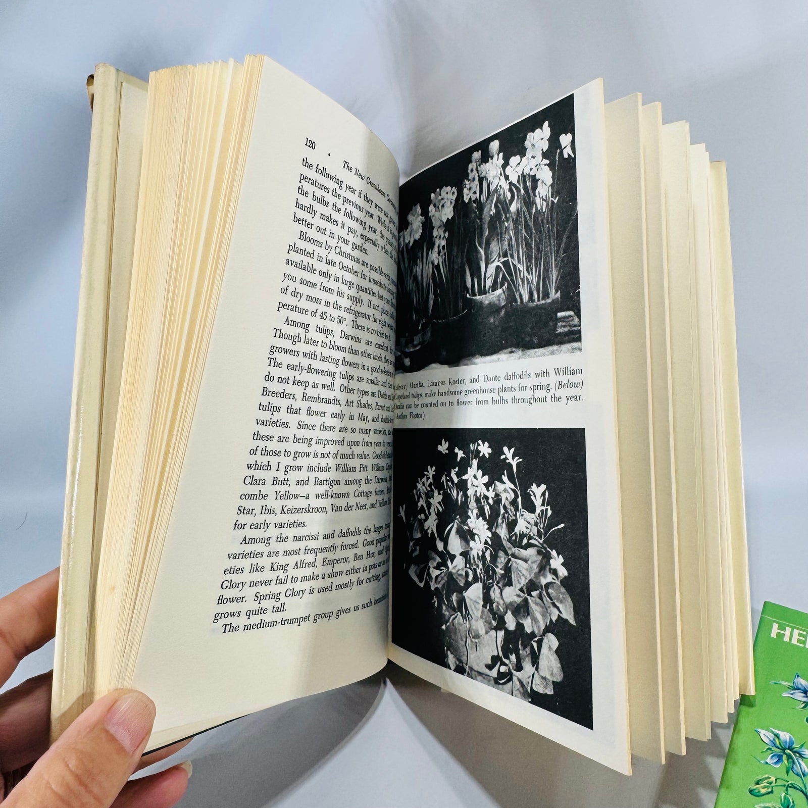 Greenhouse Gardening & Herbs Duo — The New Greenhouse Gardening for Everyone (HC/DJ, 1955/Gramercy) + Herbs and Spices Golden Guide (1976 PB) | Gardening & Herb Reference