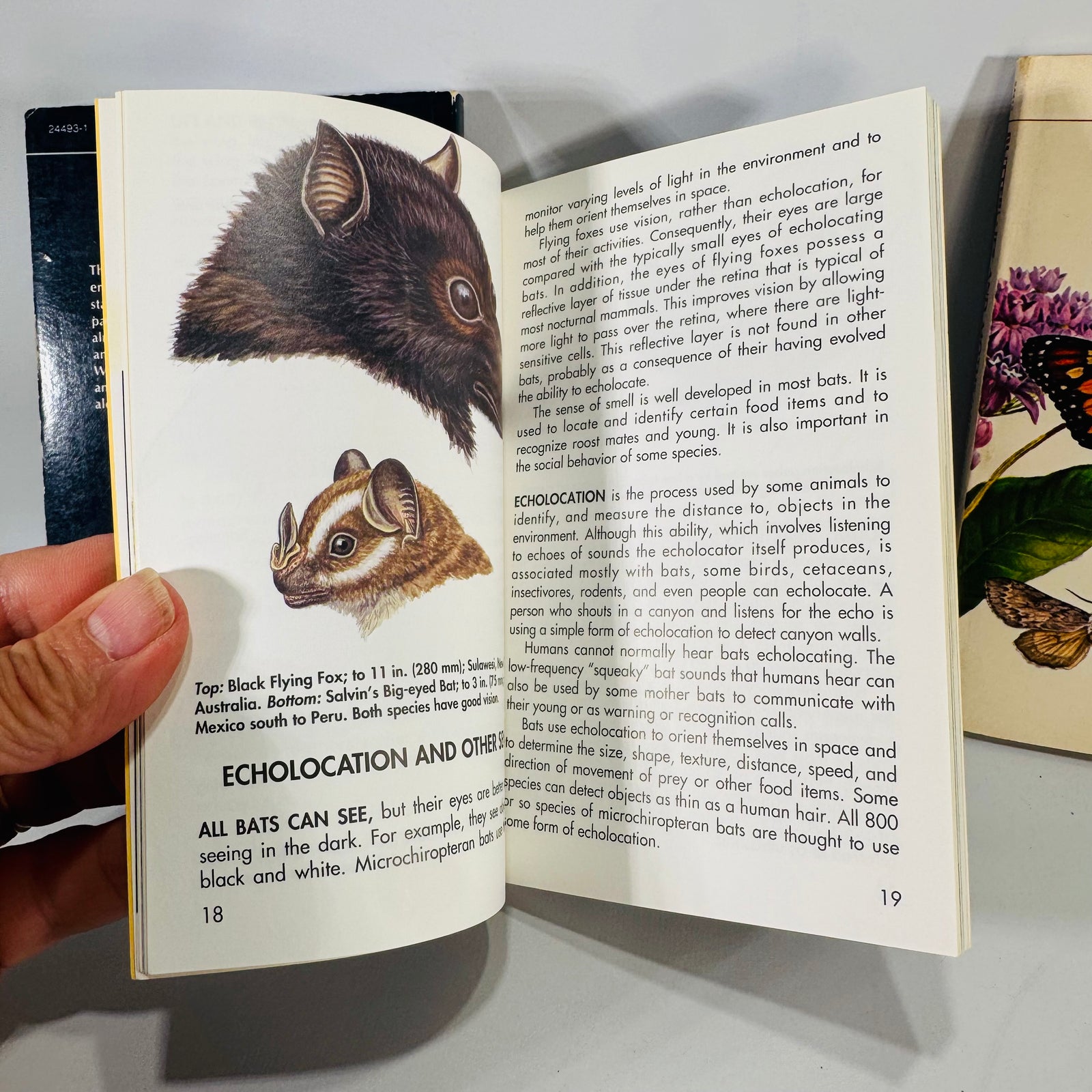 Golden Guide Trio — Stars, Bats of the World, Butterflies & Moths (c. 1964–1994) | Vintage Science & Nature Field Guides