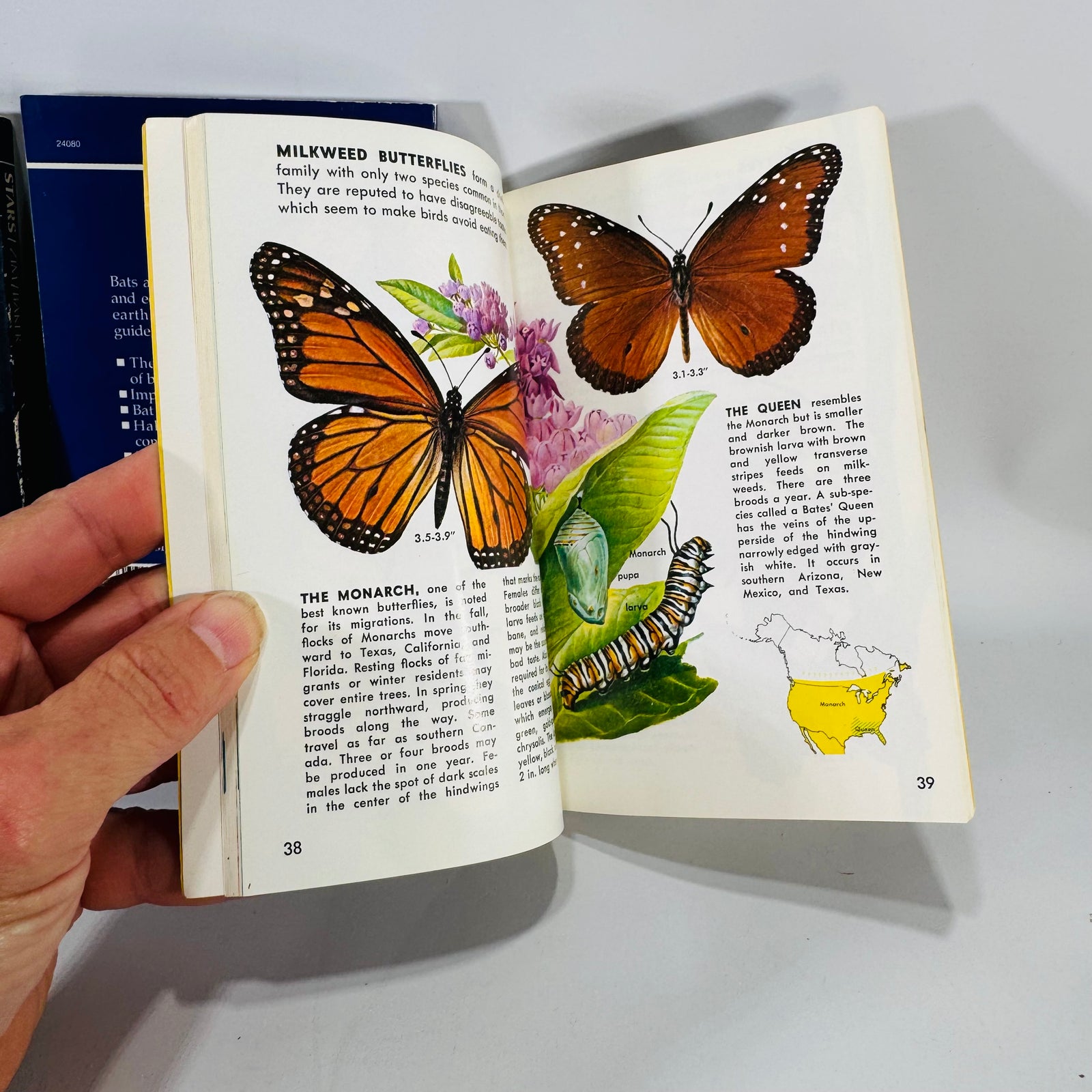 Golden Guide Trio — Stars, Bats of the World, Butterflies & Moths (c. 1964–1994) | Vintage Science & Nature Field Guides