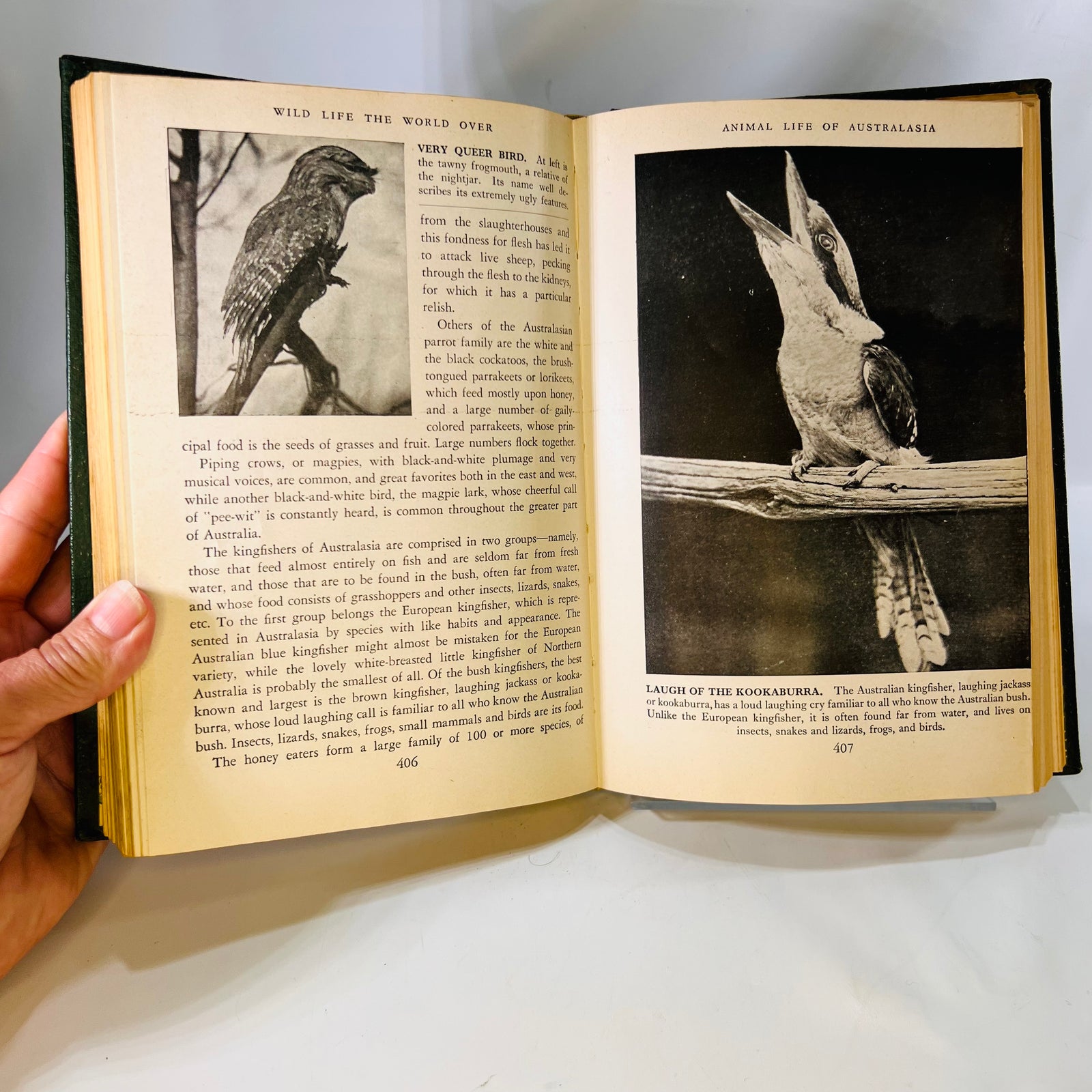 Wildlife the World Over by 9 Distinguished World-Traveled Specialist 1947 Wise & Co.