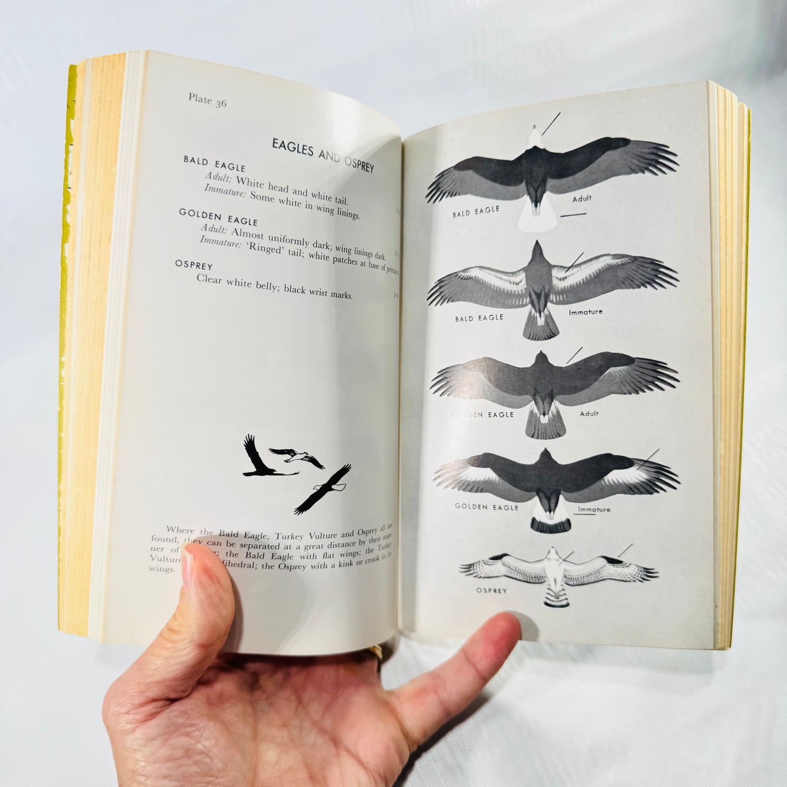 Plate 36 in Peterson's A Field Guide to the Birds, with black-and-white flight illustrations of bald eagles, golden eagles, and an osprey.