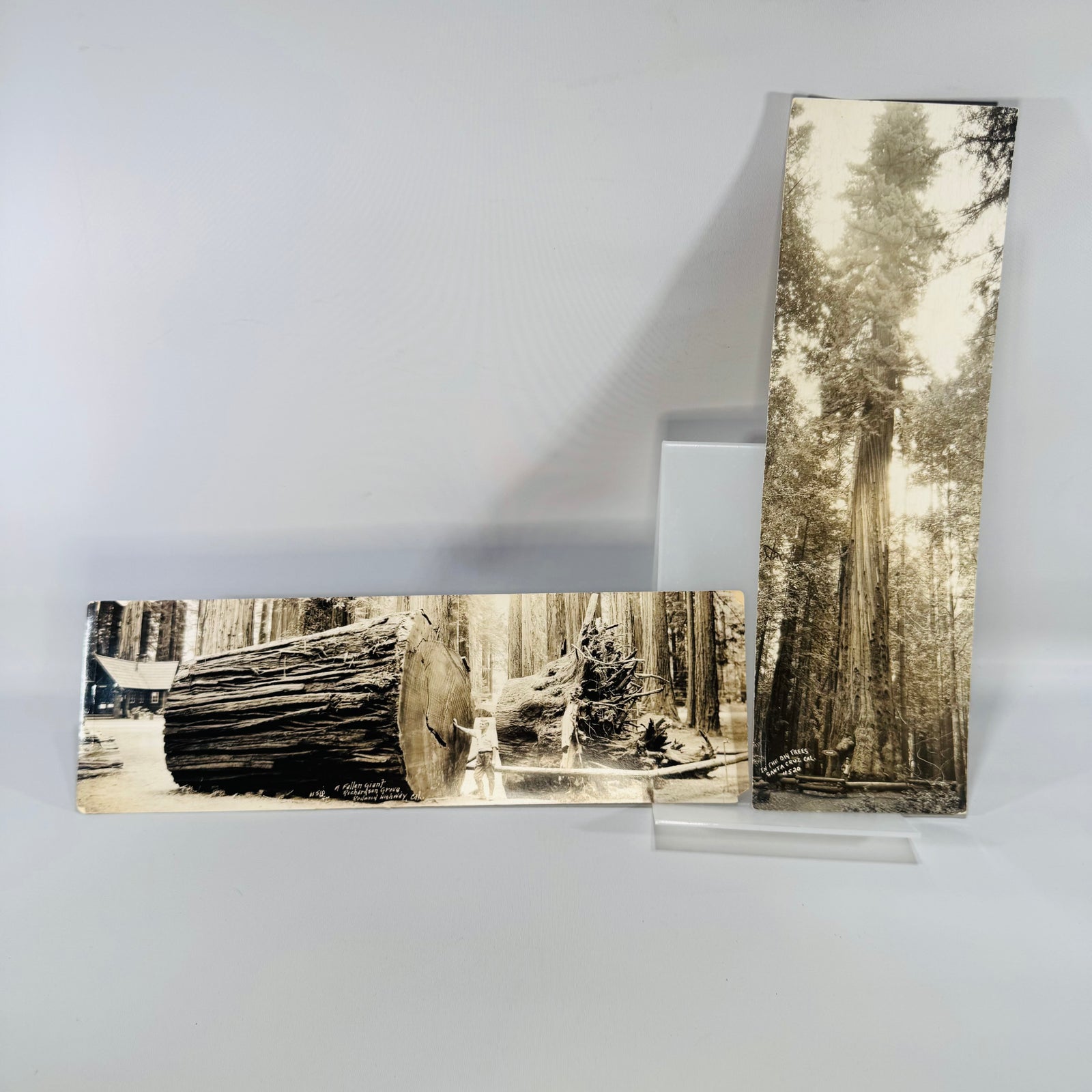 California redwood photo postcards 1941, Fallen Giant panoramic card and tall Santa Cruz tree card
