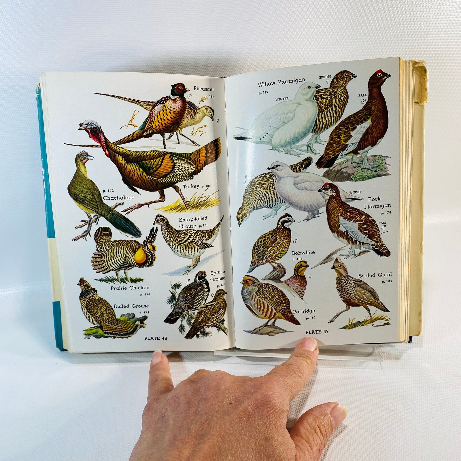 Audubon Water Bird Guide by Richard H. Pough 1951