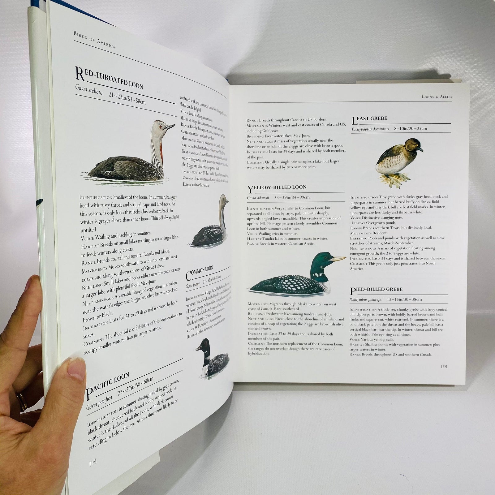Birds of America by Frank Shaw 1990 Vintage Book