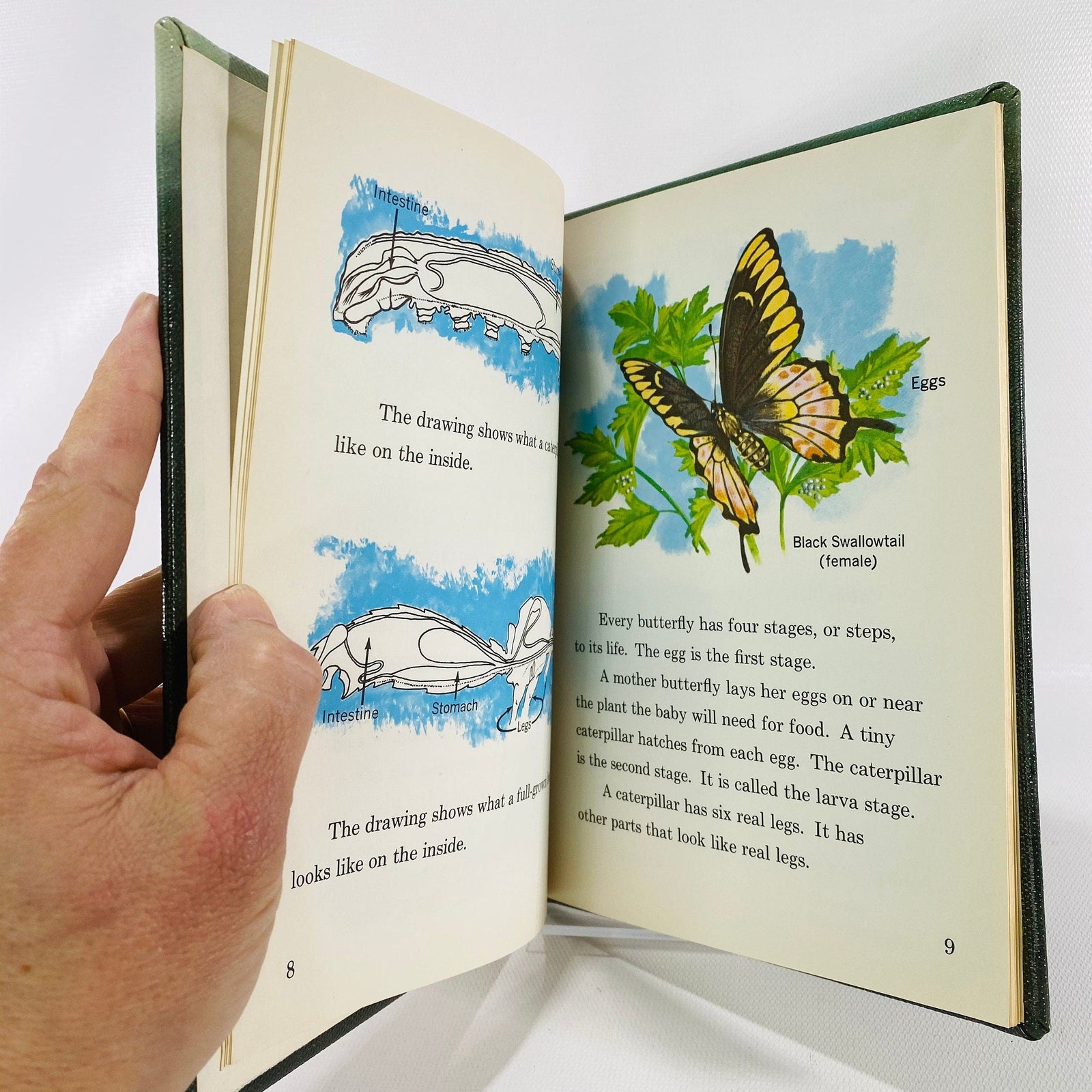 Butterflies by Jeanne Brouillette 1961 Follett Science BookVintage Book