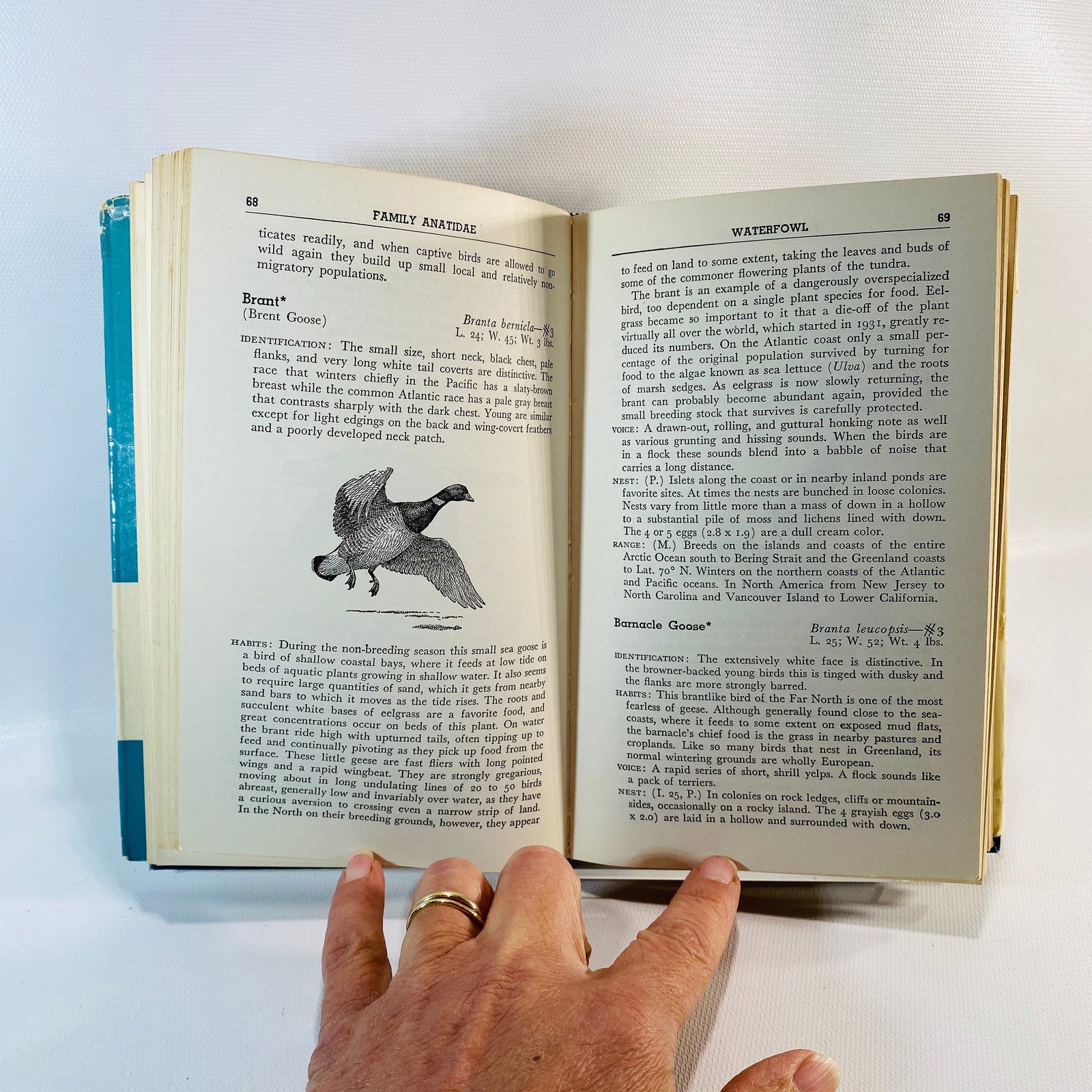 Audubon Water Bird Guide by Richard H. Pough 1951