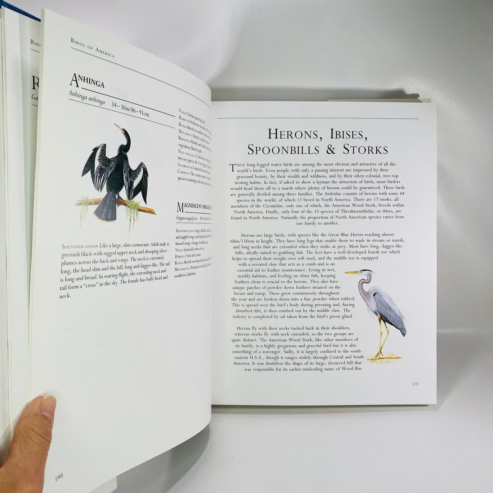 Birds of America by Frank Shaw 1990 Vintage Book