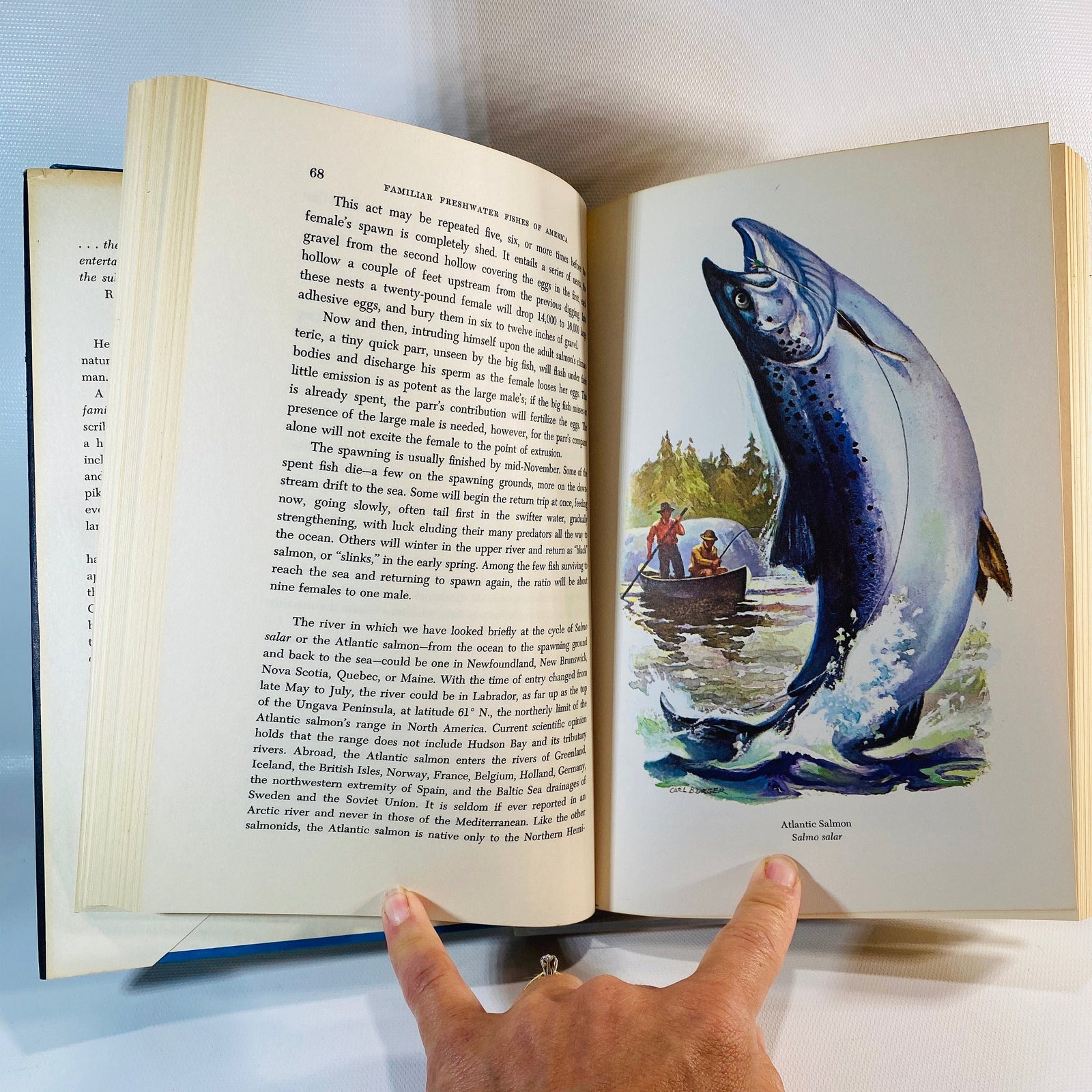 Familiar Freshwater Fishes of America Howard T. Walden 1964 First Edition Vintage Book