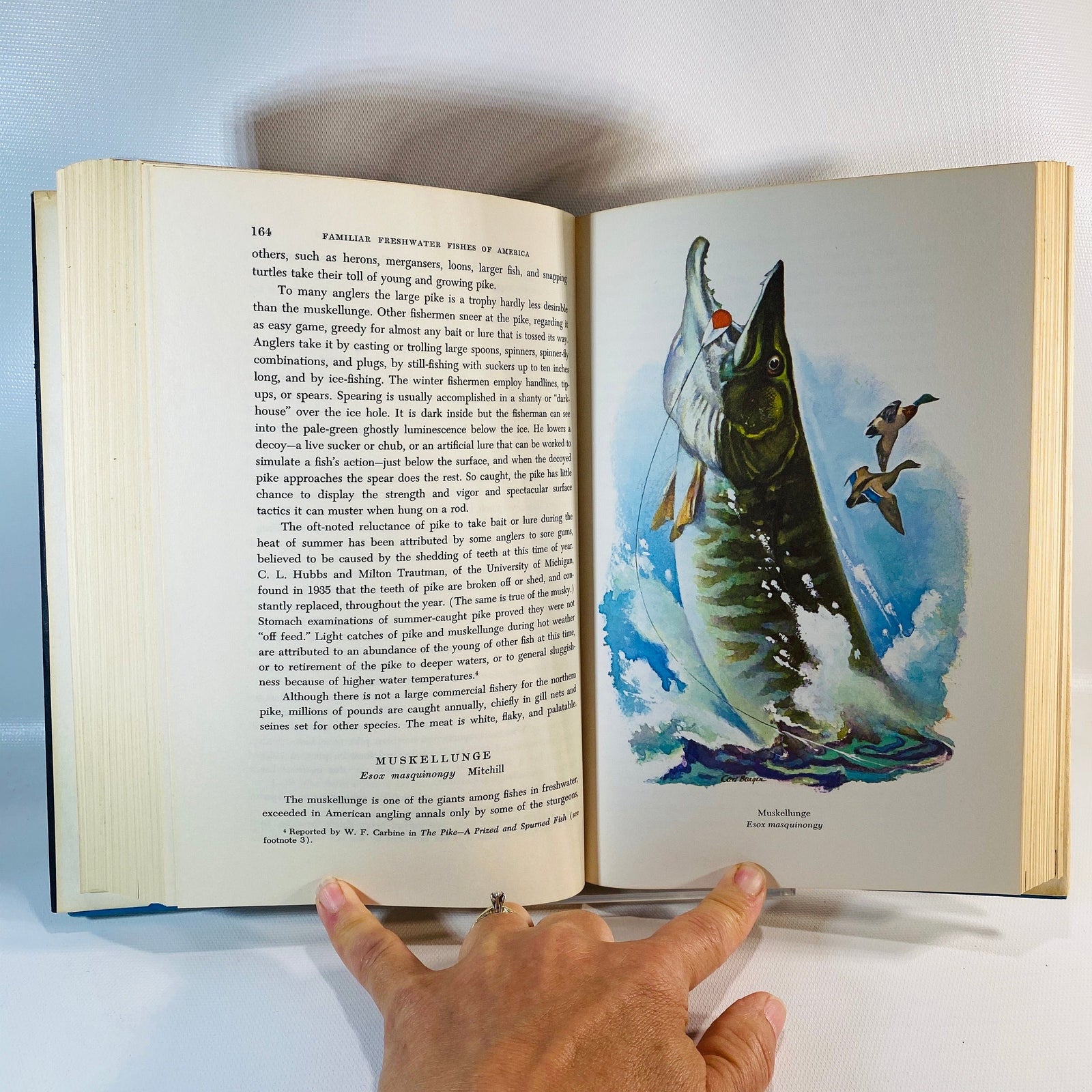 Familiar Freshwater Fishes of America Howard T. Walden 1964 First Edition Vintage Book