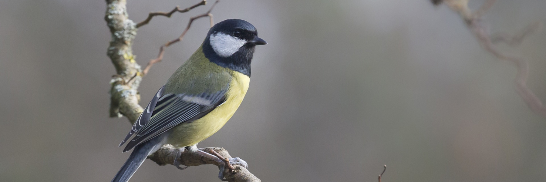 Beginners Guide to Identifying Birds in Your Backyard Feeder-reading vintage blog article