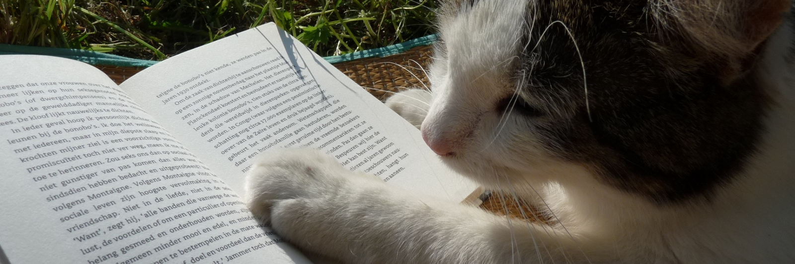 top 11 bookish pet peeves article-reading vintage