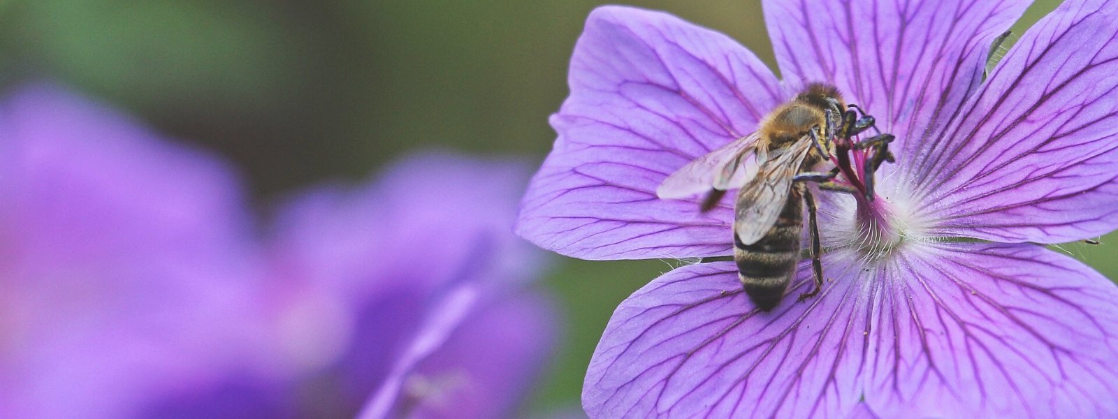 Vintage Nature Books