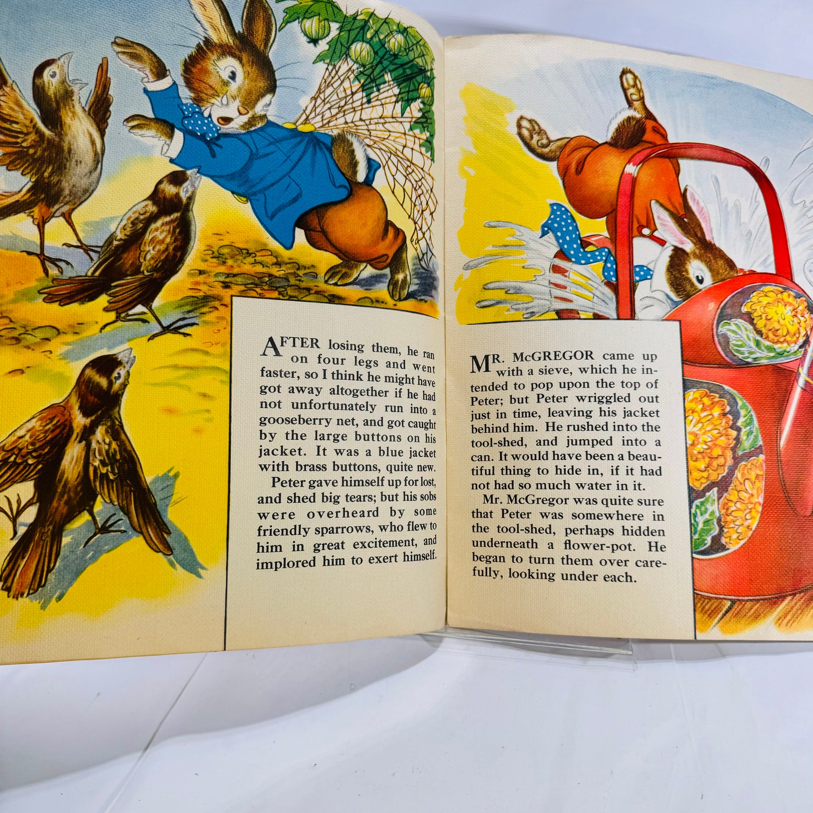 Peter caught in a gooseberry net with sparrows, The Tale of Peter Rabbit