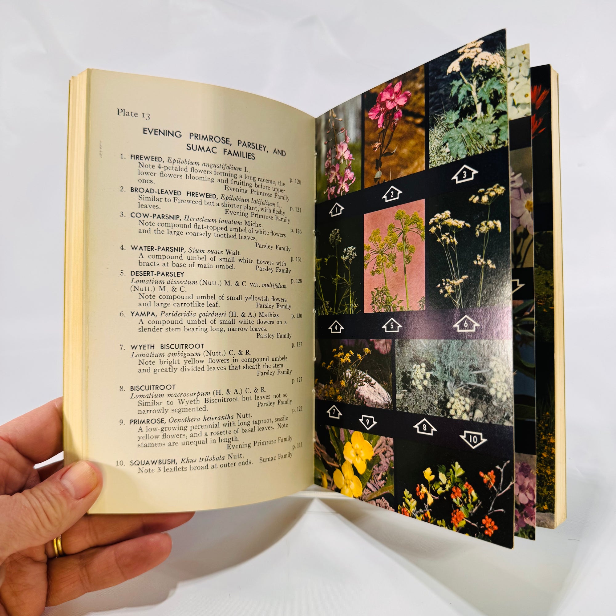 A Field Guide to Rocky Mountain Wildflowers by Craighead, Craighead & Davis (1974), Peterson Field Guides, Paperback