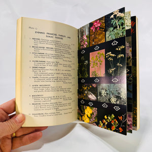 A Field Guide to Rocky Mountain Wildflowers by Craighead, Craighead & Davis (1974), Peterson Field Guides, Paperback