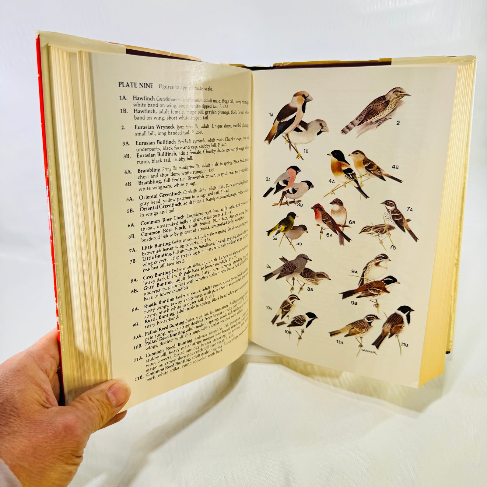 Color plate nine showing illustrated birds