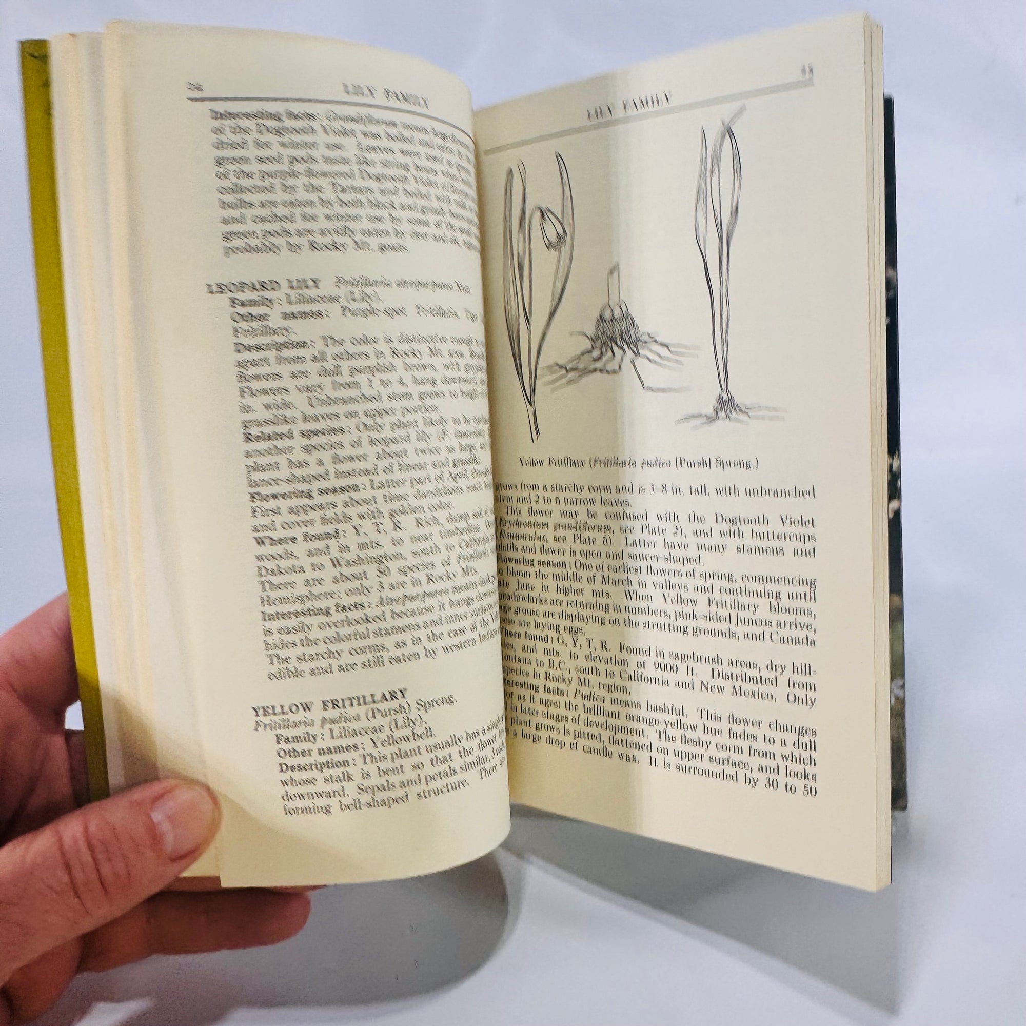 A Field Guide to Rocky Mountain Wildflowers by Craighead, Craighead & Davis (1974), Peterson Field Guides, Paperback