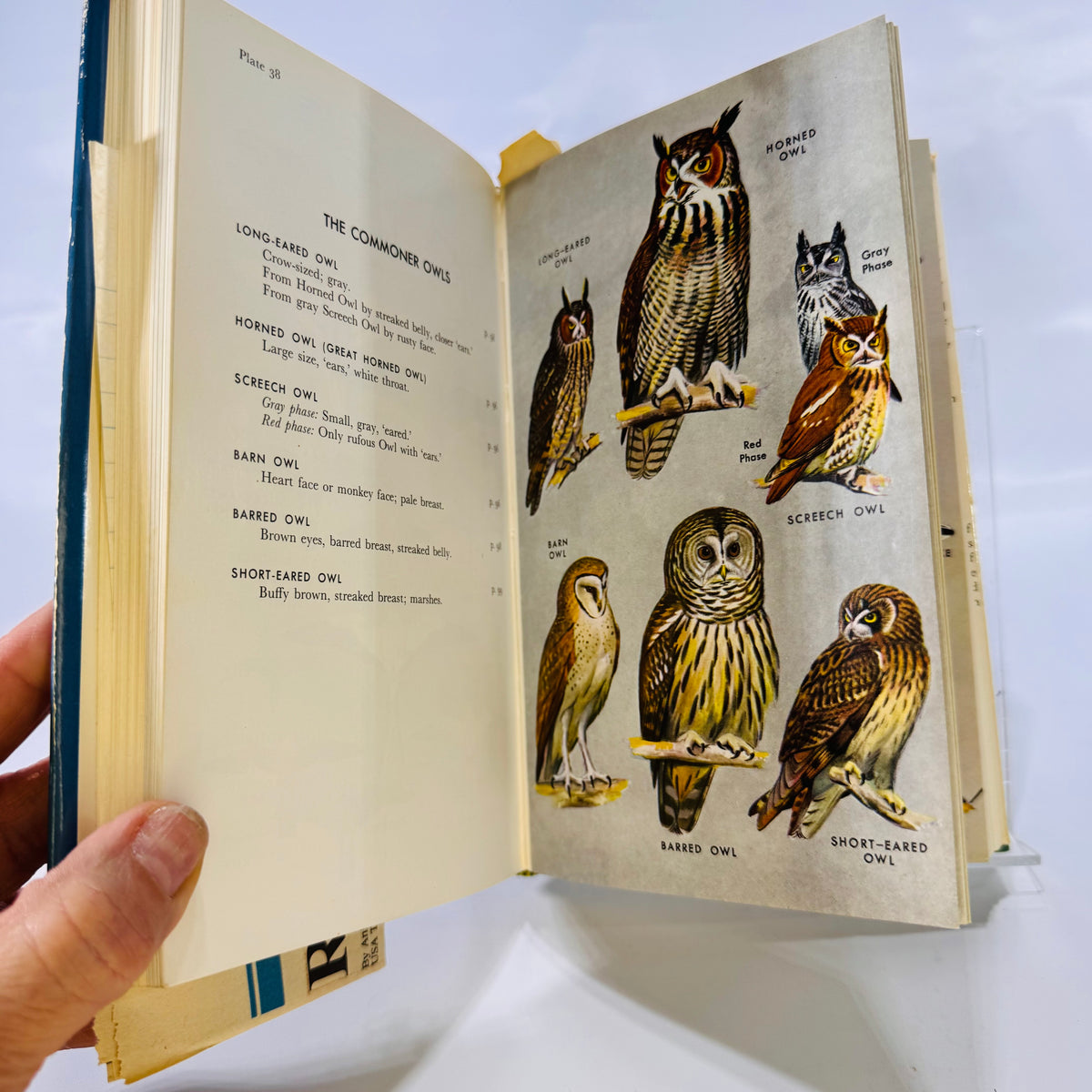 A Field Guide to the Birds Eastern Land and Water Birds by Roger Peterson 1947 Part of the Peterson Guide Series Houghton Miffin Company