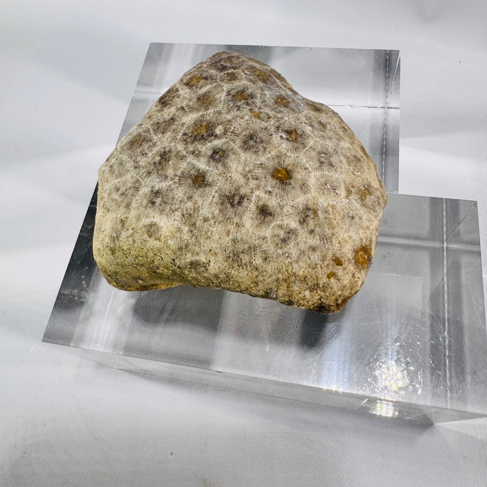 Fossil Coral Petoskey Style Stone Specimen Great Lakes Rockhound Display