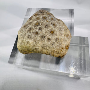 Fossil Coral Petoskey Style Stone Specimen Great Lakes Rockhound Display