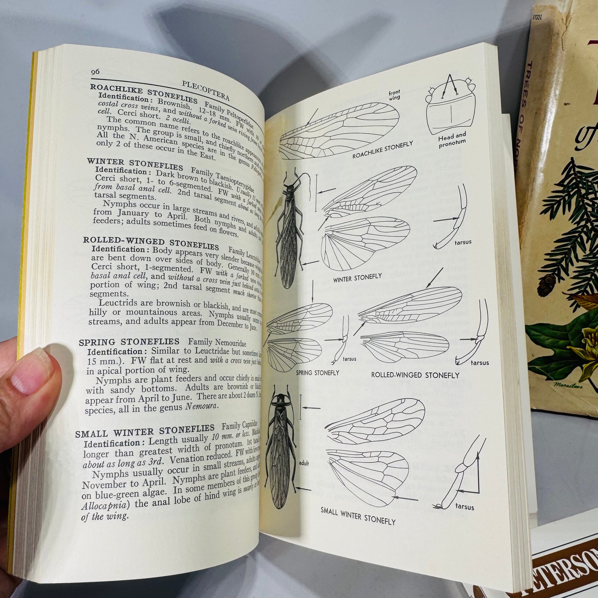 Nature Field Guide Bundle — Birds’ Nests, Insects & Trees of North America — Illustrated Identification Guides (1968–1975) | Natural History