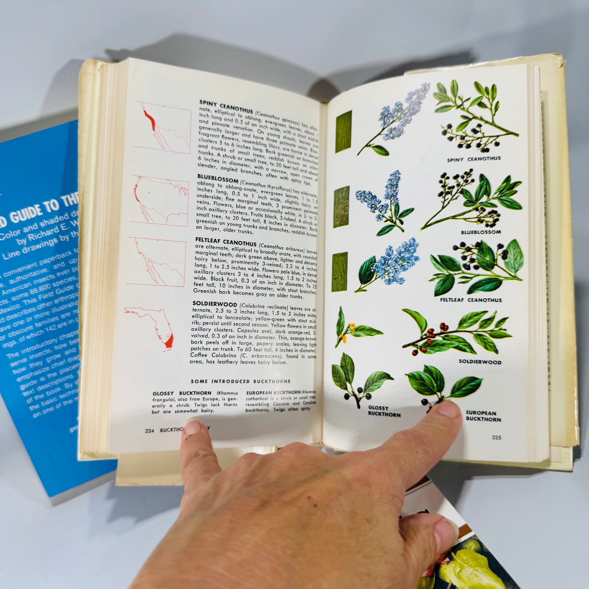 Nature Field Guide Bundle — Birds’ Nests, Insects & Trees of North America — Illustrated Identification Guides (1968–1975) | Natural History