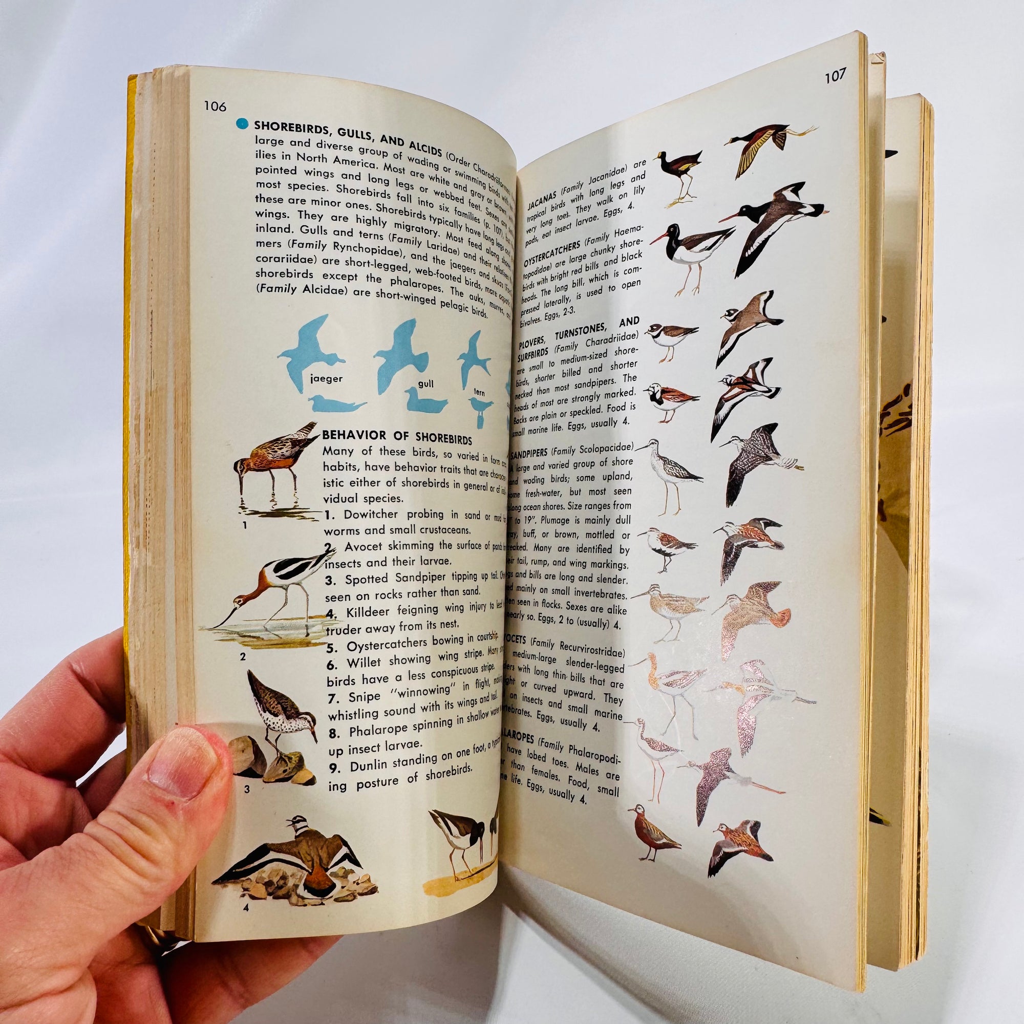 A Field Guide to Identification Birds of North America by Chandler Robbins 1966 Vintage Book