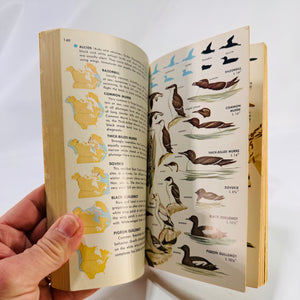 A Field Guide to Identification Birds of North America by Chandler Robbins 1966 Vintage Book