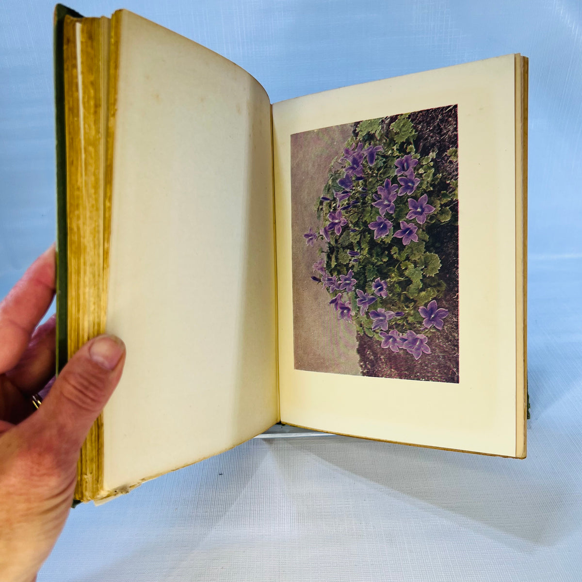 The Rock Garden by Reginald Farrer with Eight Colored Plates No Date Found published by T.C.& E.C Jack Edinburgh